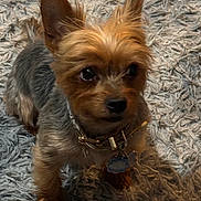 Ming joined the competition — help win amazing prizes! animal, brown, canine, carpet, close_up, collar, companion, curious, cute, dog, ears, fluffy, fur, gray, indoor, pet, small_dog, standing, tag, texture