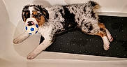 Buzz a rejoint le concours — aidez-le/la à gagner de superbes lots ! animal, bathtub, black, brown, clean, cute, dog, fur, household, indoor, lying_down, mat, pet, playful, puppy, resting, soccer_ball, toy, white, young_dog