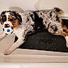 Buzz a rejoint le concours — aidez-le/la à gagner de superbes lots ! puppy, dog, bathtub, toy, soccer_ball, black, white, brown, fur, pet, playful, indoor, resting, mat, cute, animal, young_dog, lying_down, clean, household