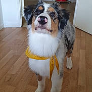 Buzz participe au concours pour gagner de l'argent avec cette photo : animal, australian_shepherd, companion, container, curious, cute, dog, domestic, doorway, ears, flooring, furry, house, indoor, looking_up, muzzle, pet, standing, wooden_floor, yellow_bandana