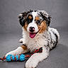 puppy, dog, australian_shepherd, toy, rope_toy, playful, lying_down, tongue_out, happy, pet, animal, fur, cute, studio, gray_background, white, black, brown, young_dog, domestic_animal