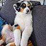 puppy, dog, tricolor, couch, living_room, indoor, pet, fluffy, cute, sitting, relaxed, canine, fur, nose, ears, home, blanket, furniture, domestic_animal, young