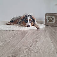 Buzz a rejoint le concours — aidez-le/la à gagner de superbes lots ! dog, puppy, lying_down, floor, rug, indoor, tricolor, pet, cute, animal, resting, wooden_floor, minimalist, white_wall, domestic, young_dog, fur, ears, nose, relaxed