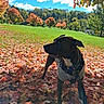dog, black_dog, outdoors, park, autumn, fall, leaves, grass, trees, forest, blue_sky, clouds, sunlight, landscape, nature, park_gazebo, standing, harness, pet, animal