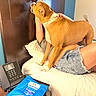 Luna is registered to the contest to win money with this photo: dog, pet, animal, bed, bedroom, person, shorts, pillow, bedding, indoors, hotel_room, telephone, table, blue_packaging, standing, collar, brown_dog, white_chest, tail, funny