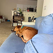 Luna is registered to the contest to win money with this photo: dog, sleeping, brown_dog, couch, sofa, blue_couch, pet, indoors, living_room, cozy, nap, resting, collar, carpet, remote_control, bookshelf, kitchen, furniture, home, relaxed