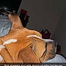 dog, sleeping, lying_down, brown_fur, white_markings, floppy_ears, snout, bed, bedroom, blanket, striped_bedding, indoor, pet, close_up, flash_photography, resting, relaxed, sick_day, funny, text_overlay