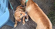 Luna is registered to the contest to win money with this photo: dog, dogs, puppy, playful, wrestling, outdoor, backyard, brown_dog, large_dog, small_dog, harness, leash, patio_chair, plastic_chair, grass, dirt, pine_needles, toys, animal_play, overhead_view