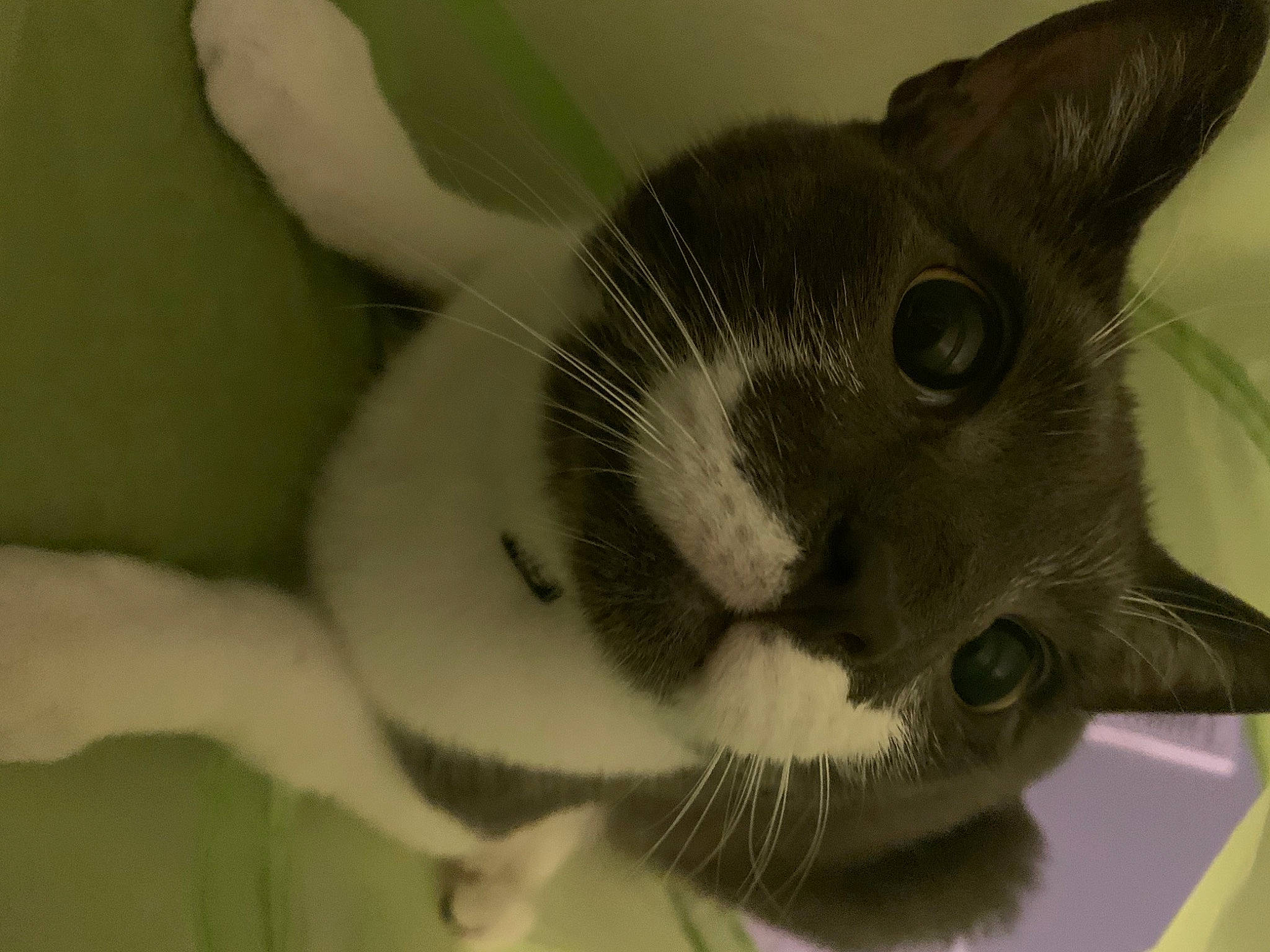 Yato joined the competition — help win amazing prizes! american_wirehair, carnivore, cat, domestic_short_haired_cat, eye, felidae, nose, organism, small_to_medium_sized_cats, snout, whiskers