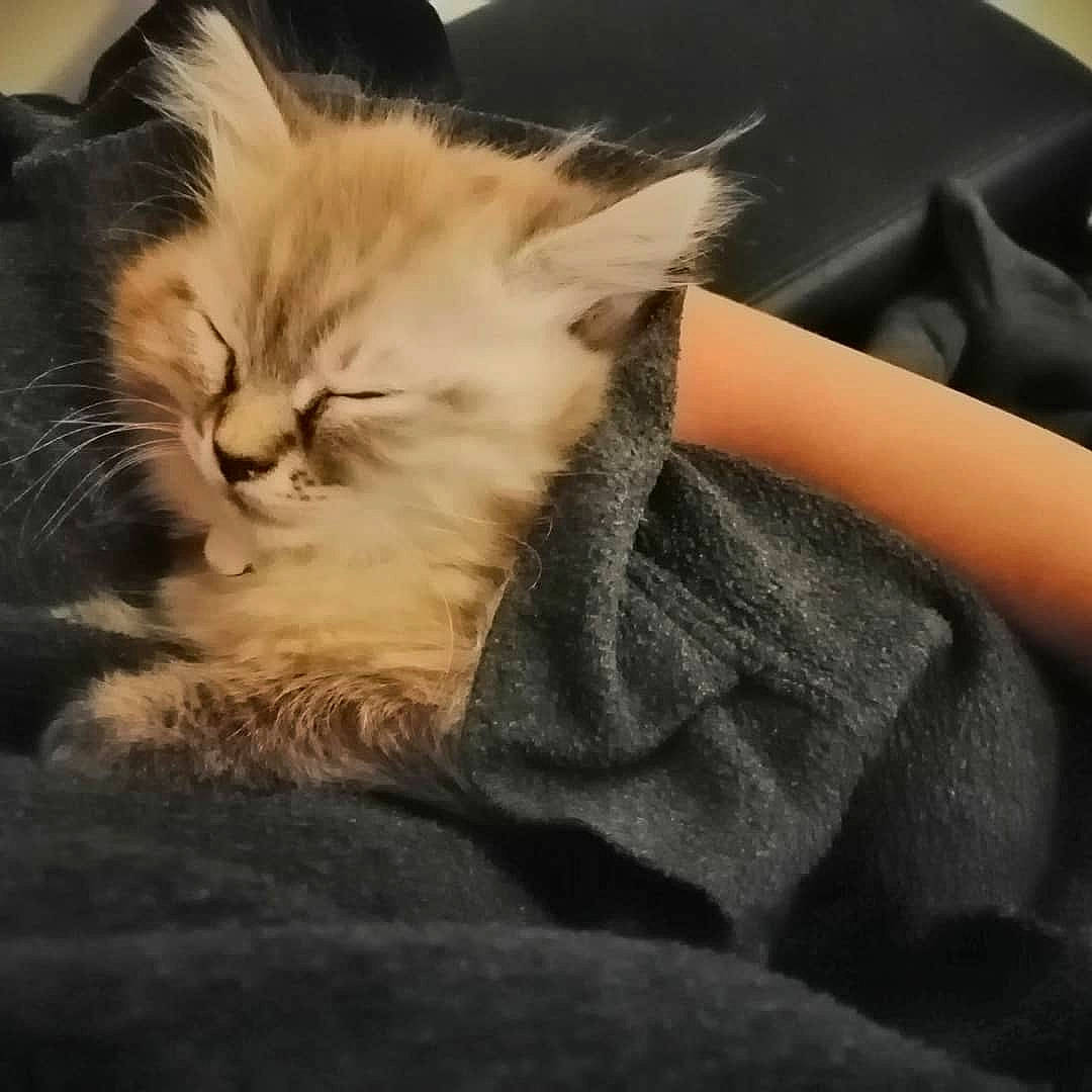 Kaly a rejoint le concours — aidez-le/la à gagner de superbes lots ! bed, carnivore, cat, claw, cloud, comfort, companion_dog, domestic_short_haired_cat, ear, fawn, felidae, fur, gesture, nap, paw, sitting, small_to_medium_sized_cats, snout, tail, whiskers