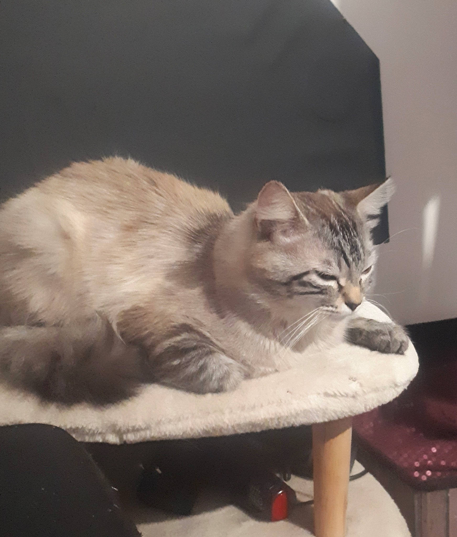 Kaly a rejoint le concours — aidez-le/la à gagner de superbes lots ! carnivore, cat, cat_bed, cat_supply, chair, comfort, domestic_short_haired_cat, eye, fawn, felidae, fur, paw, photo_caption, small_to_medium_sized_cats, snout, table, tail, whiskers, window, wood