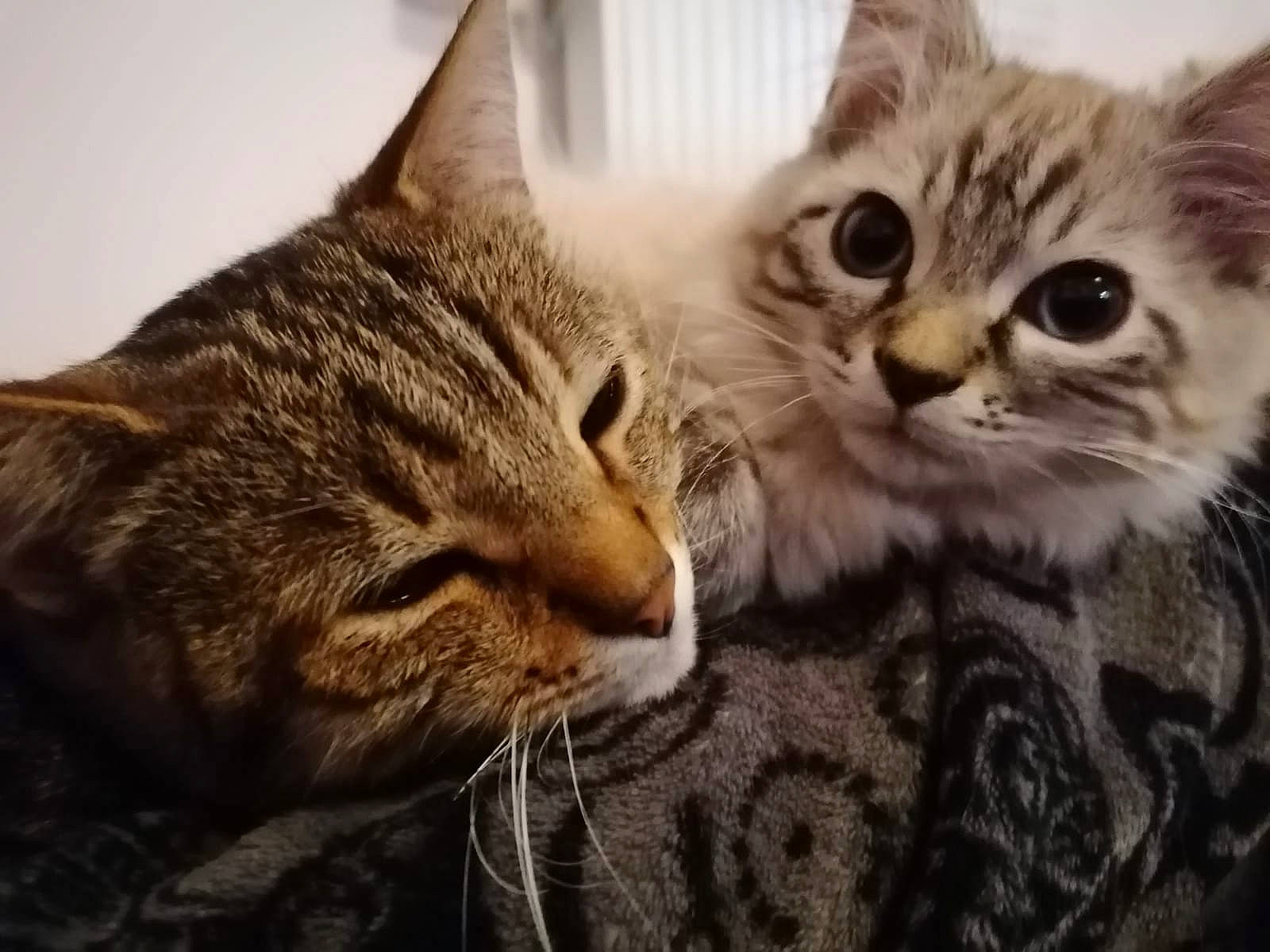 Kaly participe au concours pour gagner de l'argent avec cette photo : carnivore, cat, claw, comfort, domestic_short_haired_cat, ear, felidae, fur, paw, small_to_medium_sized_cats, snout, tree, whiskers