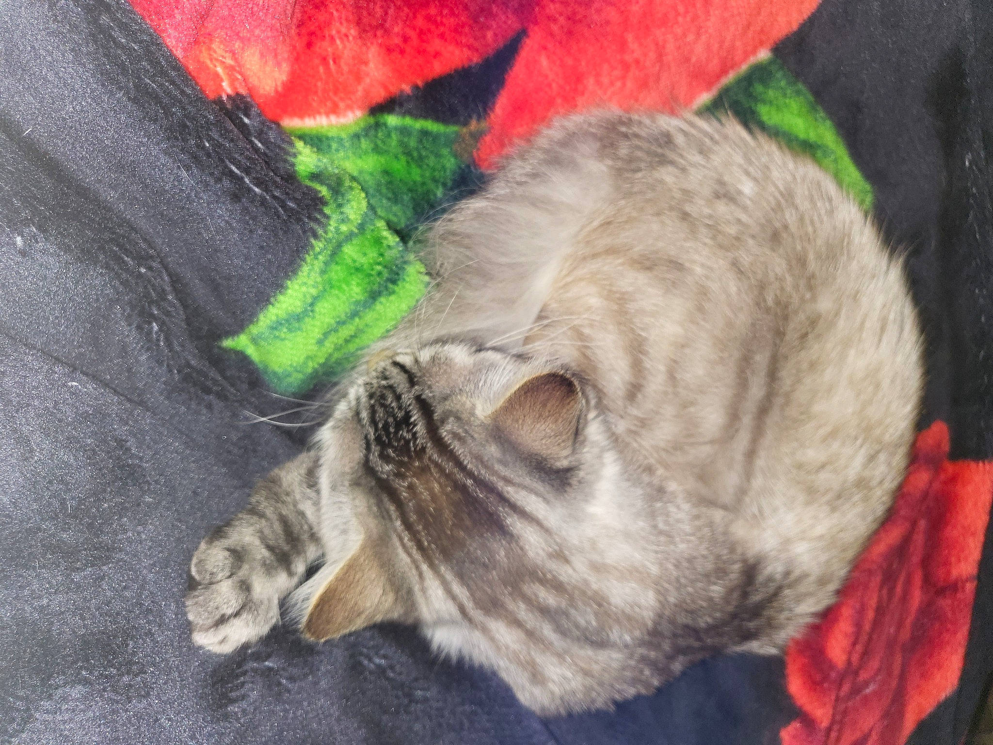 Kaly a rejoint le concours — aidez-le/la à gagner de superbes lots ! canidae, carnivore, cat, claw, comfort, coquelicot, dog_breed, domestic_short_haired_cat, fawn, felidae, fur, grey, nap, paw, sleep, small_to_medium_sized_cats, snout, tail, textile, whiskers