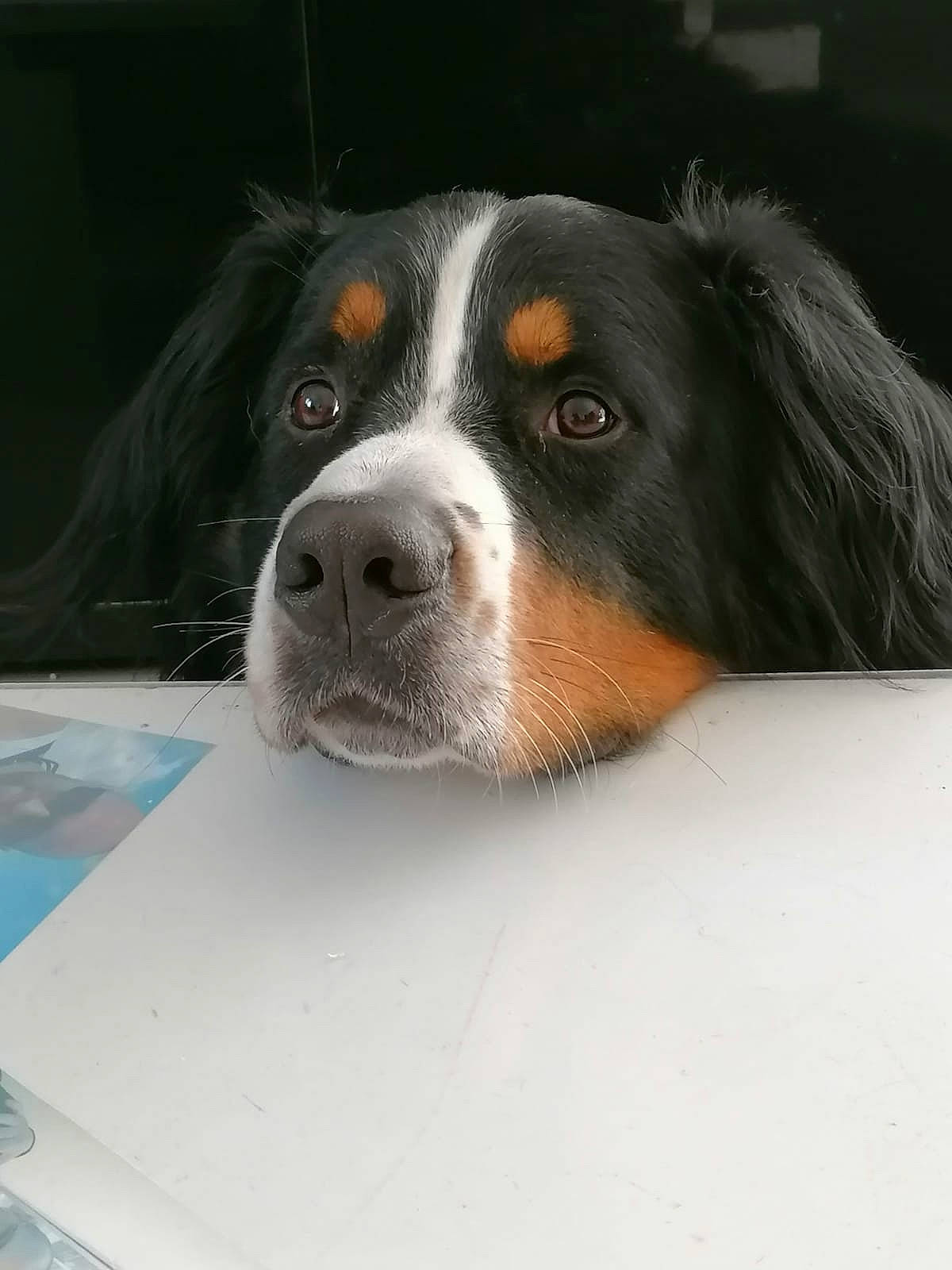 Boubou participe au concours pour gagner de l'argent avec cette photo : ball, bernese_mountain_dog, canidae, carnivore, companion_dog, dog, dog_breed, door, fur, recipe, snout, sporting_group, terrestrial_animal, whiskers, working_dog