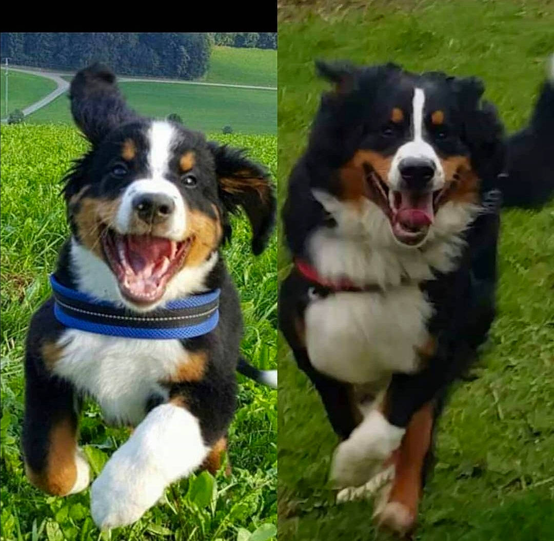 Boubou a rejoint le concours — aidez-le/la à gagner de superbes lots ! ancient_dog_breeds, bernese_mountain_dog, canidae, carnivore, collar, companion_dog, dog, dog_breed, dog_collar, giant_dog_breed, grass, green, herding_dog, plant, sharing, snout, sporting_group, window, working_dog