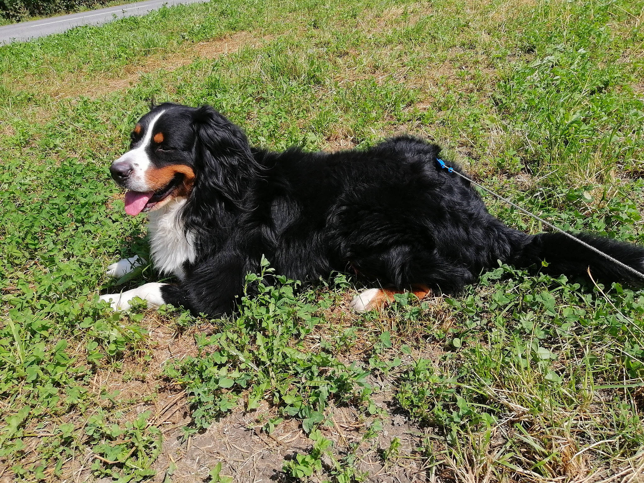 Boubou participe au concours pour gagner de l'argent avec cette photo : bernese_mountain_dog, canidae, carnivore, companion_dog, dog, dog_breed, grass, hunting_dog, plant, snout, sporting_group, tail, terrestrial_animal, working_dog