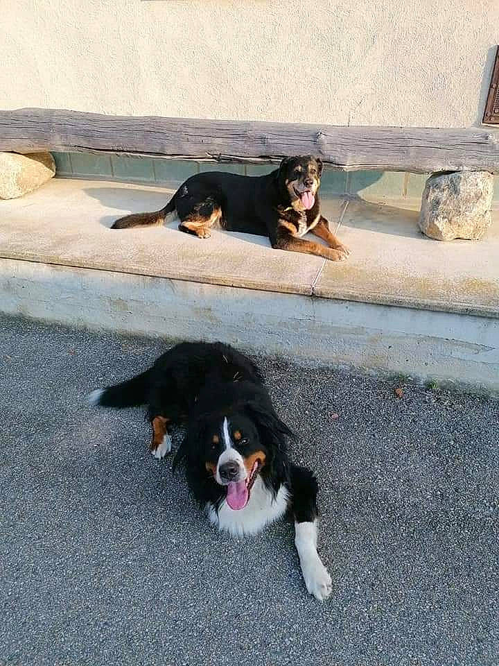 Boubou participe au concours pour gagner de l'argent avec cette photo : asphalt, bernese_mountain_dog, carnivore, cavalier_king_charles_spaniel, collar, companion_dog, dog, dog_breed, door, fur, gun_dog, king_charles_spaniel, mammal, road_surface, snout, spaniel, sporting_group, tail, vertebrate, working_dog