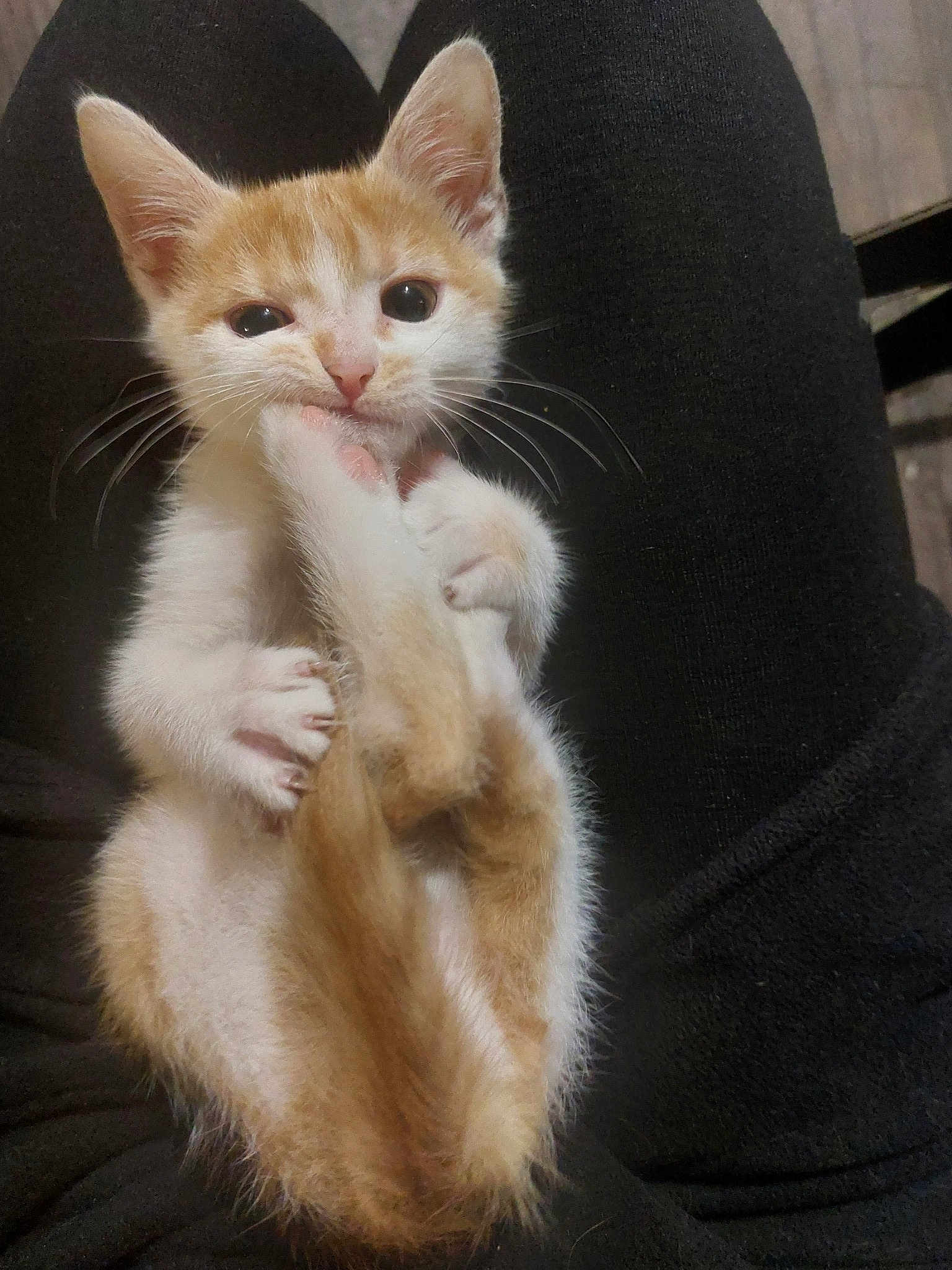 Bébé Chat