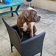 Stitch a rejoint le concours — aidez-le/la à gagner de superbes lots ! dog, canine, pet, brown_dog, sitting, chair, patio, outdoor, backyard, barbecue, grill, picnic_table, garden, hedge, terrace, concrete, collar, portrait, alert, funny