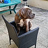 dog, canine, pet, brown_dog, sitting, chair, patio, outdoor, backyard, barbecue, grill, picnic_table, garden, hedge, terrace, concrete, collar, portrait, alert, funny