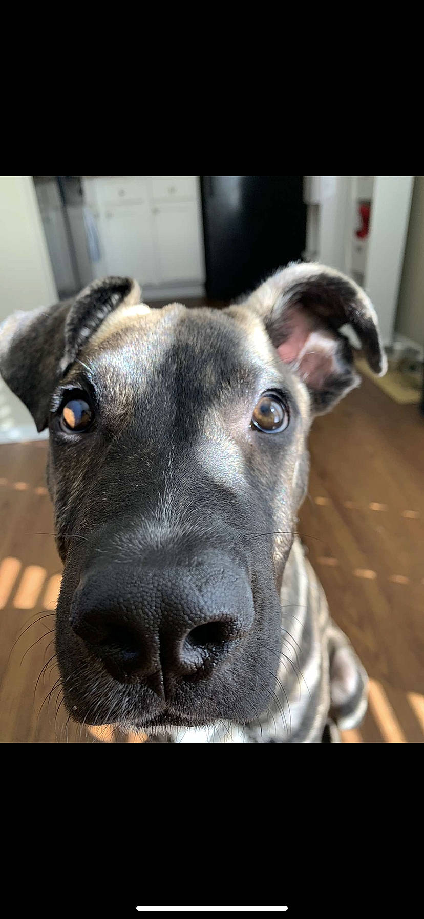 Biggie joined the competition — help win amazing prizes! canidae, carnivore, collar, companion_dog, dog, dog_breed, dog_collar, ear, eye, fawn, fur, guard_dog, jaw, metal, snout, sporting_group, terrestrial_animal, whiskers, working_animal, working_dog