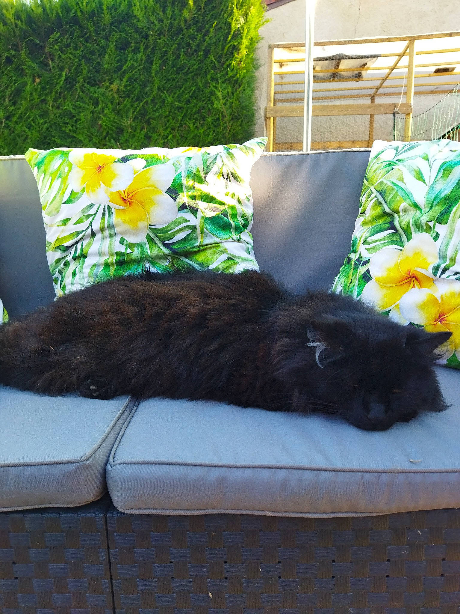 Boubou Noir participe au concours pour gagner de l'argent avec cette photo : carnivore, cat, comfort, companion_dog, couch, felidae, flower, grass, mammal, plant, shade, small_to_medium_sized_cats, tail, textile, tints_and_shades, tree, vertebrate, whiskers, window, yellow