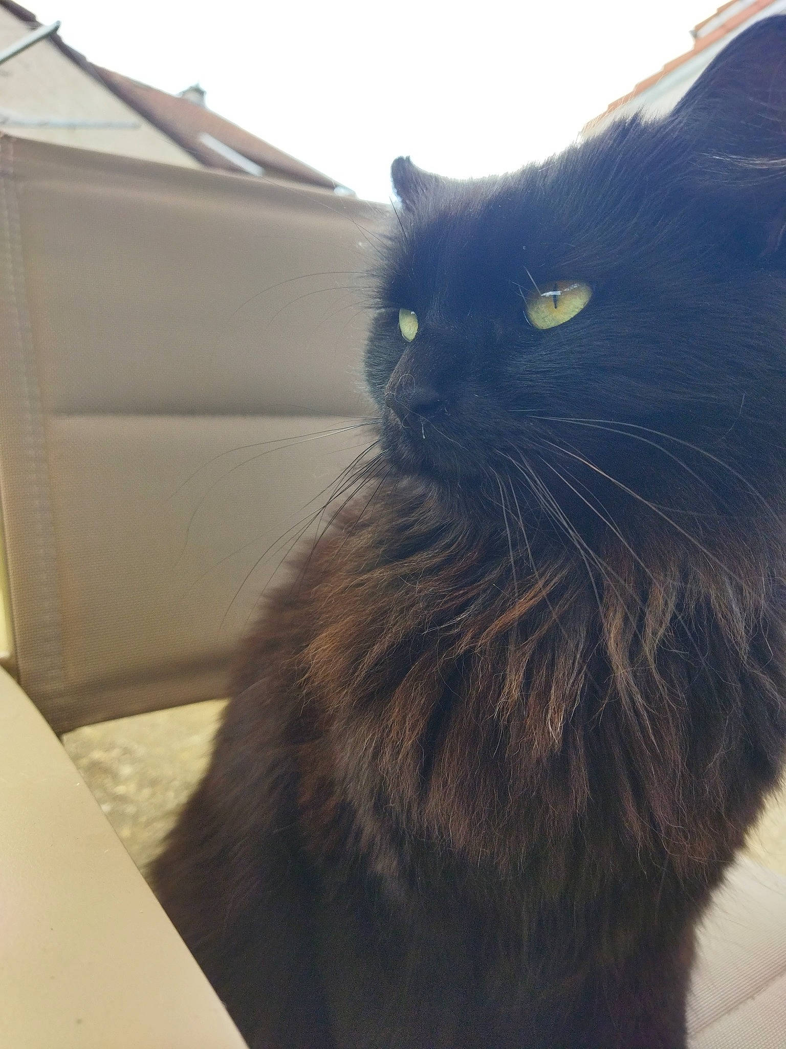 Boubou Noir participe au concours pour gagner de l'argent avec cette photo : black_cat, carnivore, cat, claw, domestic_short_haired_cat, electric_blue, felidae, fur, grey, mammal, small_to_medium_sized_cats, snout, tail, terrestrial_animal, tints_and_shades, whiskers