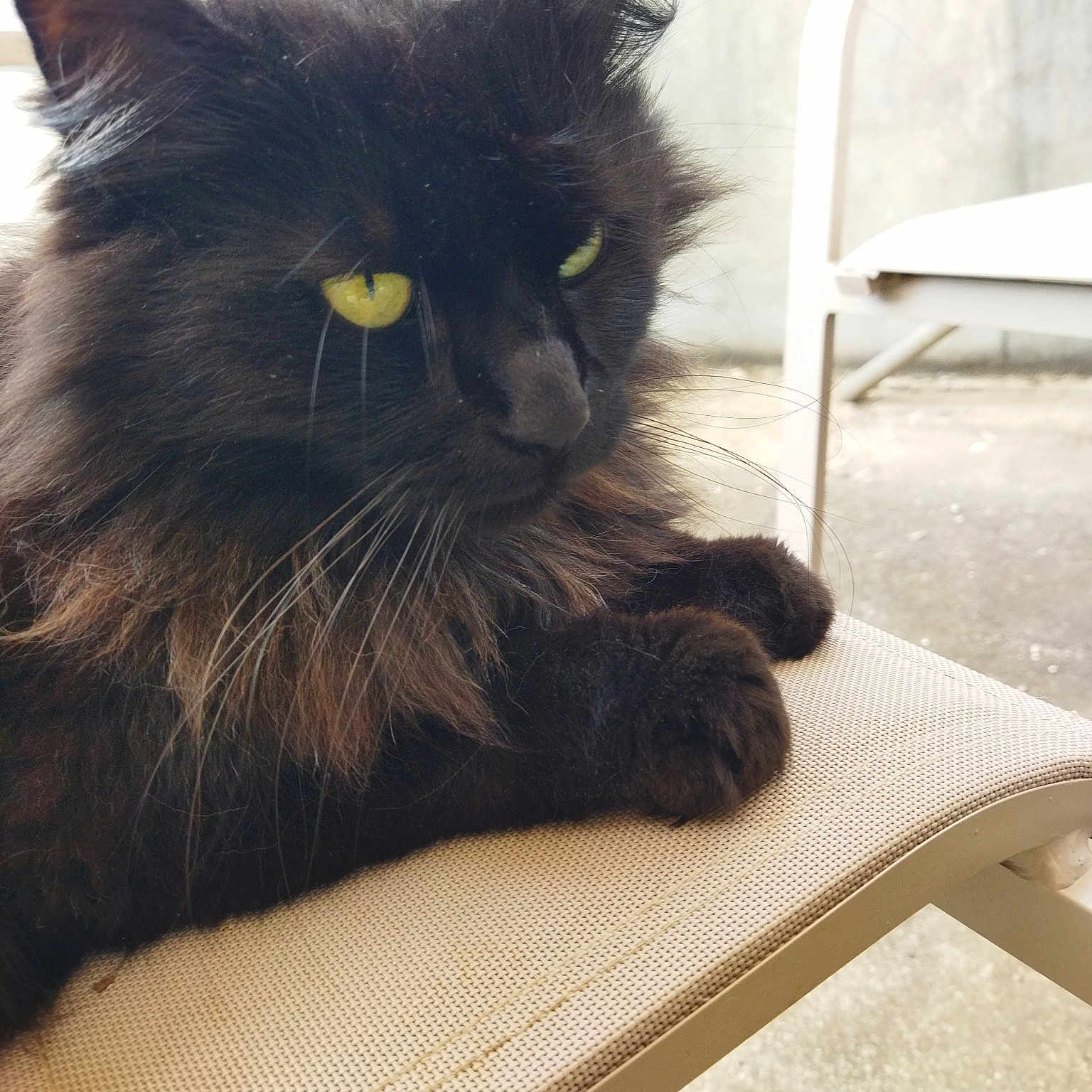 Boubou Noir