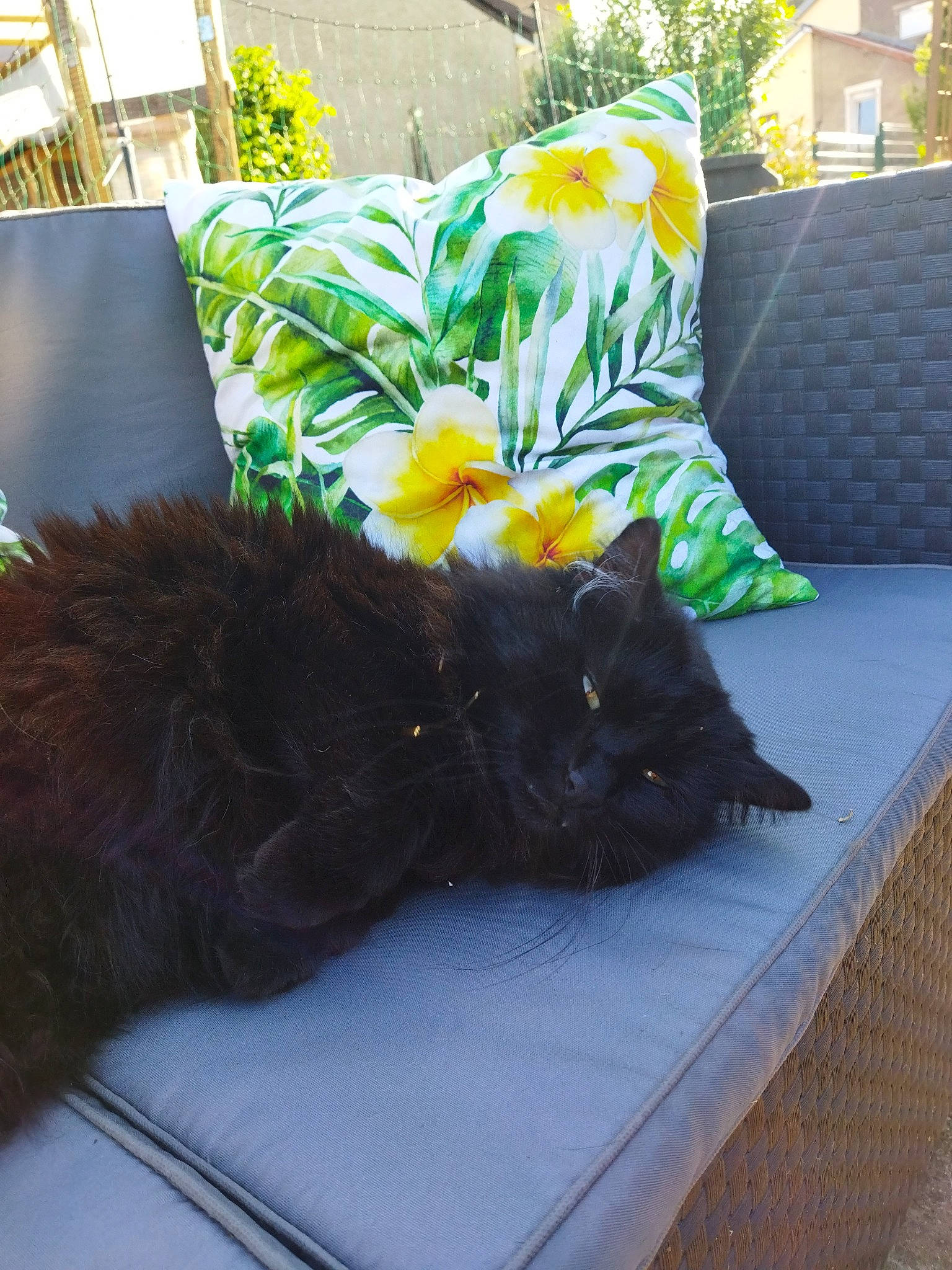 Boubou Noir a rejoint le concours — aidez-le/la à gagner de superbes lots ! black_cat, carnivore, cat, comfort, couch, felidae, furniture, grass, grey, interior_design, living_room, plant, small_to_medium_sized_cats, studio_couch, table, tail, textile, whiskers, window, yellow