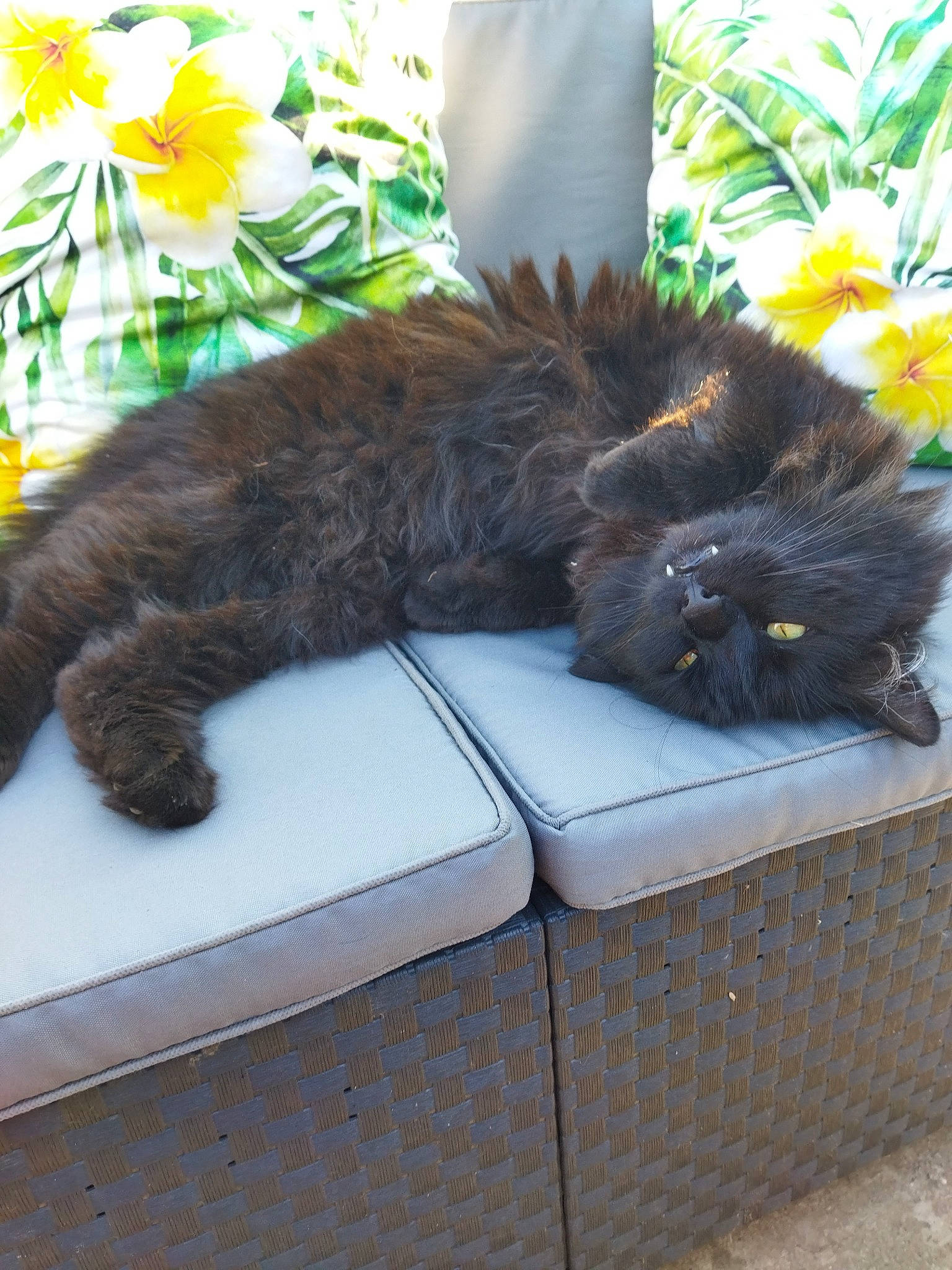 Boubou Noir participe au concours pour gagner de l'argent avec cette photo : black_cat, box, canidae, carnivore, cat, claw, comfort, felidae, flower, foot, fur, grass, nap, plant, small_to_medium_sized_cats, sporting_group, tail, terrestrial_animal, whiskers, window