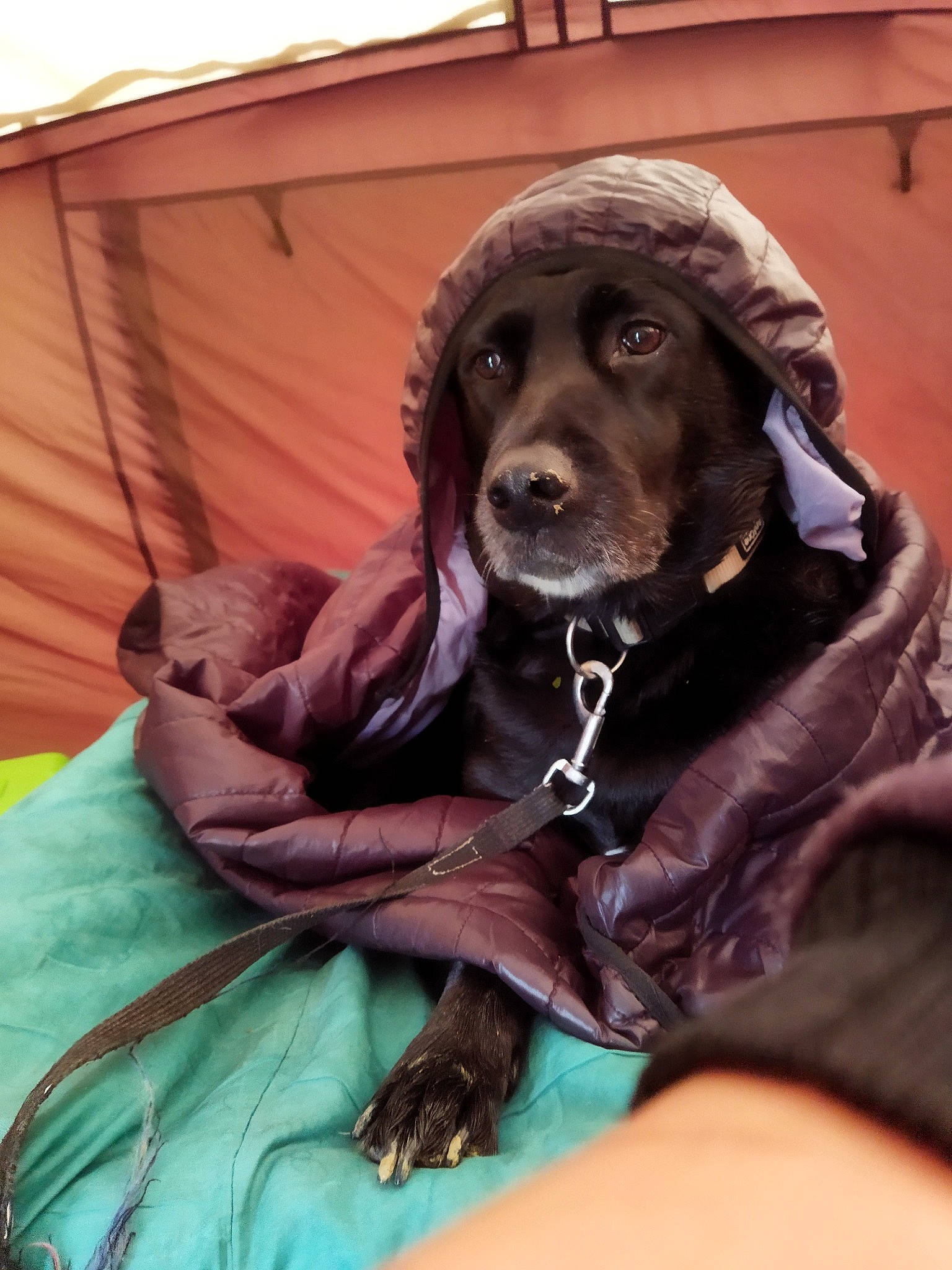 Lexie participe au concours pour gagner de l'argent avec cette photo : canidae, carnivore, collar, comfort, companion_dog, dog, dog_breed, dog_collar, fawn, fur, gun_dog, hat, liver, recreation, sitting, snout, sporting_group, tent, tints_and_shades, working_animal