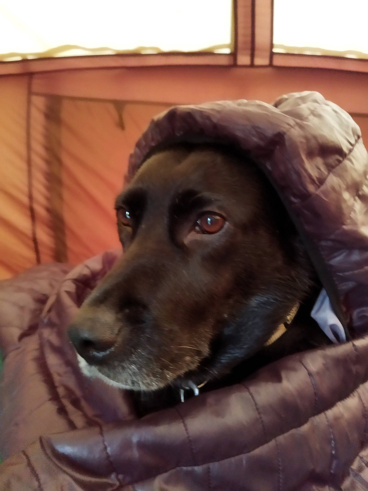 Lexie a rejoint le concours — aidez-le/la à gagner de superbes lots ! borador, canidae, carnivore, companion_dog, dog, dog_breed, dog_collar, fawn, fur, gun_dog, liver, personal_protective_equipment, pet_supply, plant, retriever, snout, sporting_group, whiskers, window, working_animal