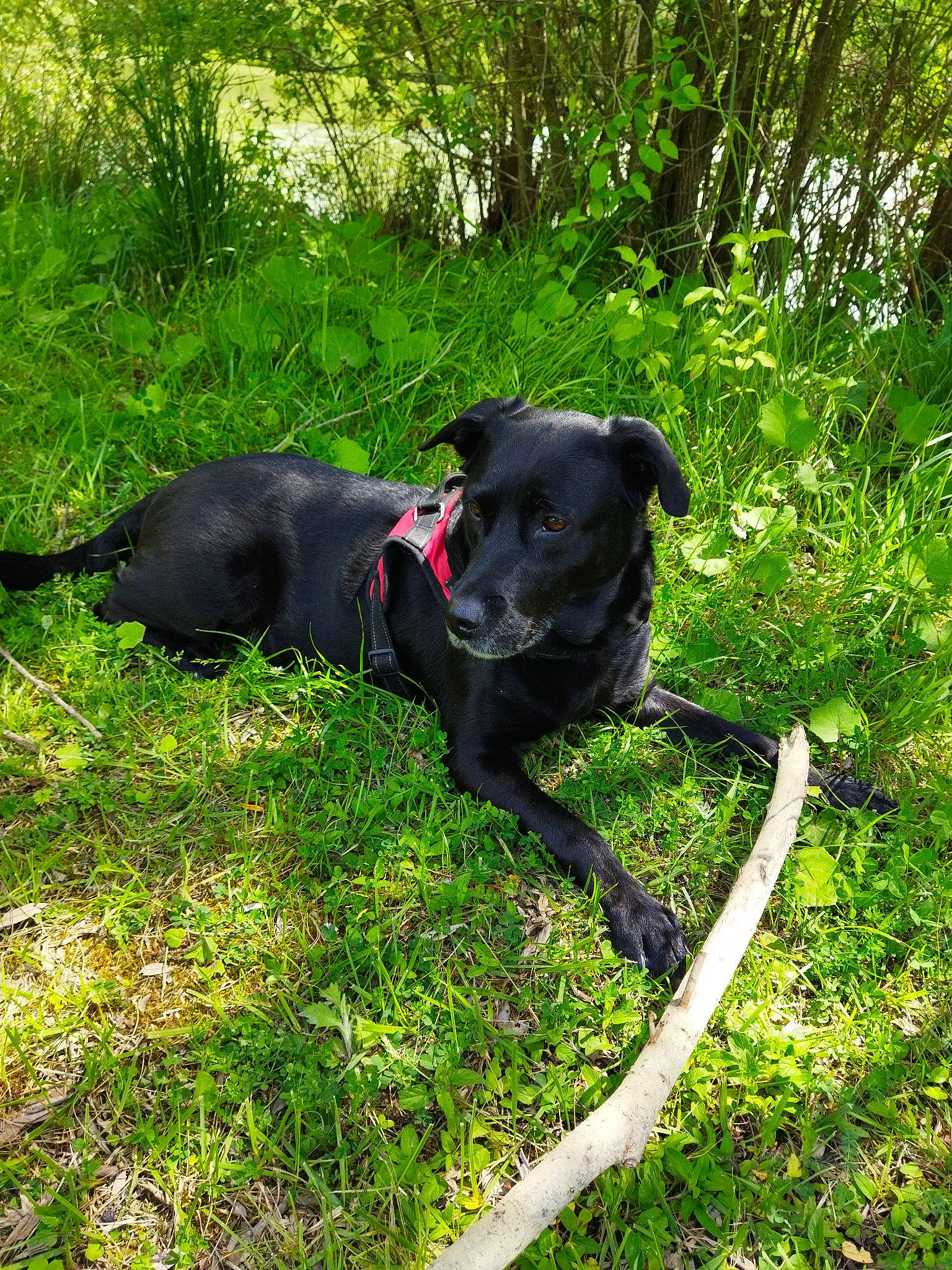 Lexie participe au concours pour gagner de l'argent avec cette photo : adventure, borador, canidae, carnivore, collar, companion_dog, dog, dog_breed, dog_collar, fashion_accessory, grass, gun_dog, hunting_dog, leash, pet_supply, plant, sporting_group, tail, tree, working_animal