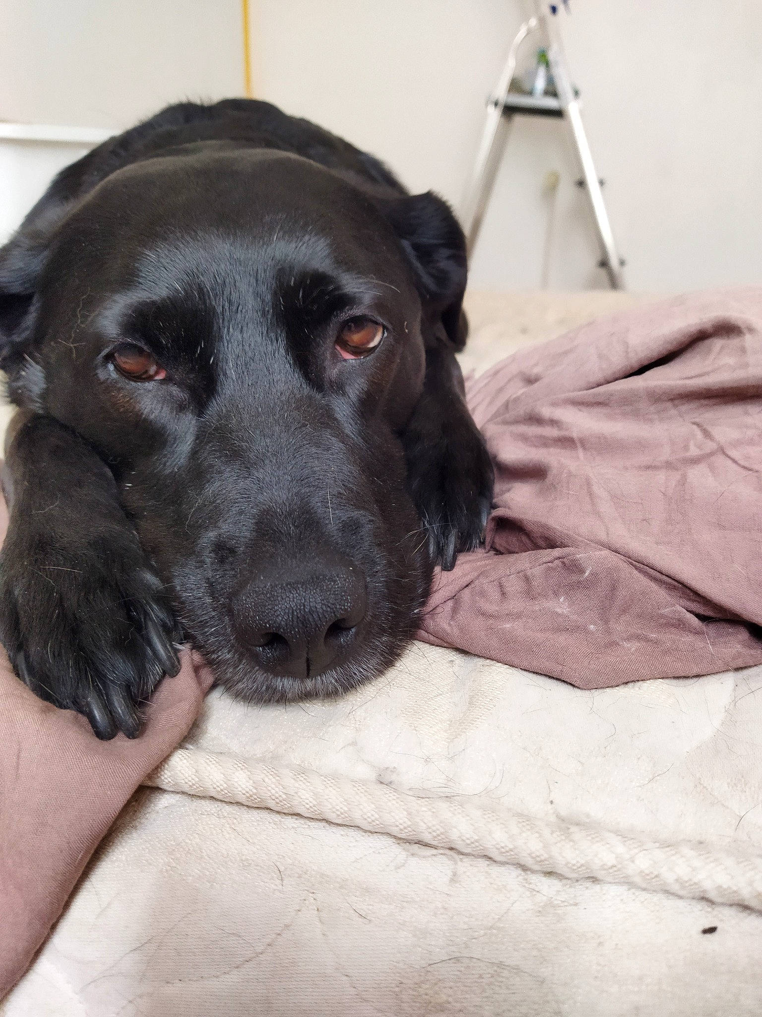 Lexie participe au concours pour gagner de l'argent avec cette photo : borador, canidae, carnivore, collar, comfort, companion_dog, dog, dog_breed, fur, guard_dog, gun_dog, liver, non_sporting_group, retriever, sporting_group, terrestrial_animal, whiskers, working_animal