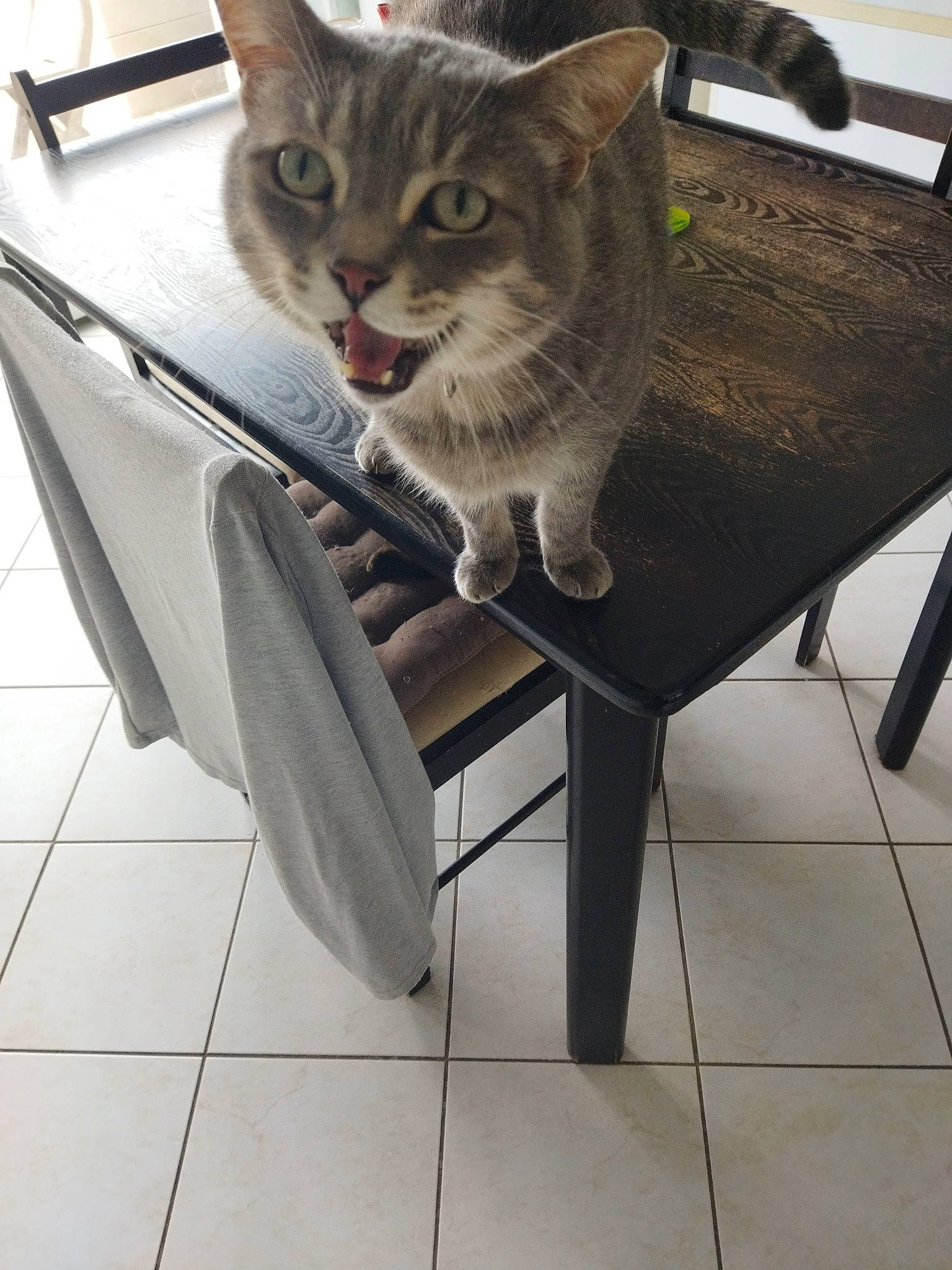 Grisouille a rejoint le concours — aidez-le/la à gagner de superbes lots ! armrest, bag, carnivore, cat, cat_supply, chair, comfort, domestic_short_haired_cat, fawn, felidae, floor, flooring, fur, metal, outdoor_furniture, sitting, small_to_medium_sized_cats, tail, tile_flooring, whiskers