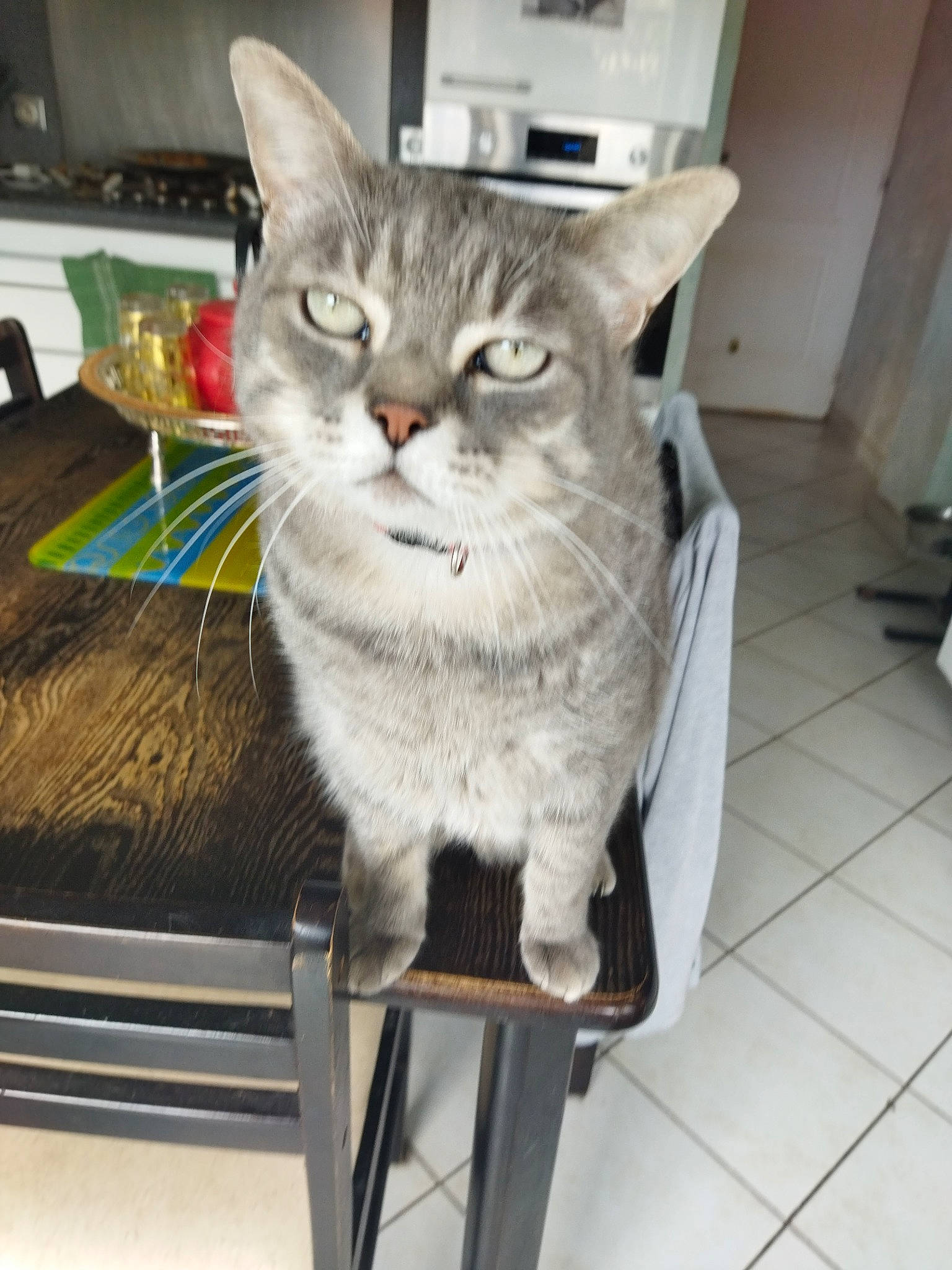 Grisouille a rejoint le concours — aidez-le/la à gagner de superbes lots ! animal_shelter, box, cardboard, carnivore, cat, cat_furniture, cat_supply, claw, domestic_short_haired_cat, fawn, felidae, fur, paw, pet_supply, small_to_medium_sized_cats, snout, tail, whiskers, window, wood