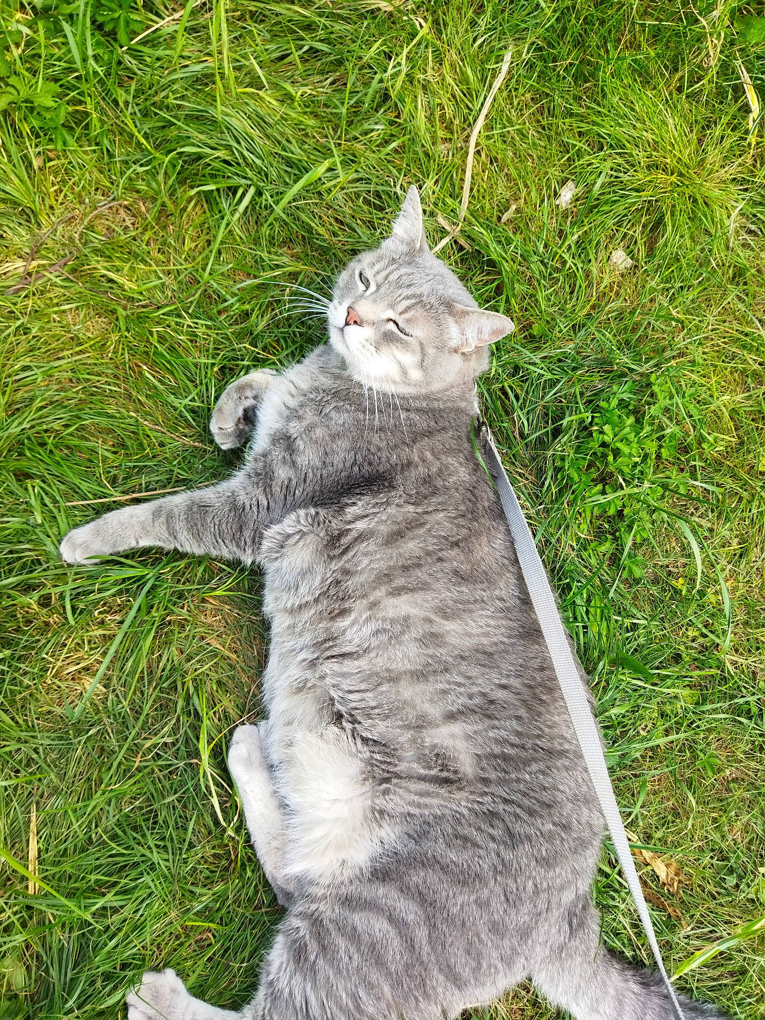 Grisouille participe au concours pour gagner de l'argent avec cette photo : carnivore, cat, claw, domestic_short_haired_cat, felidae, fur, grass, groundcover, paw, plant, small_to_medium_sized_cats, snout, tail, terrestrial_animal, whiskers