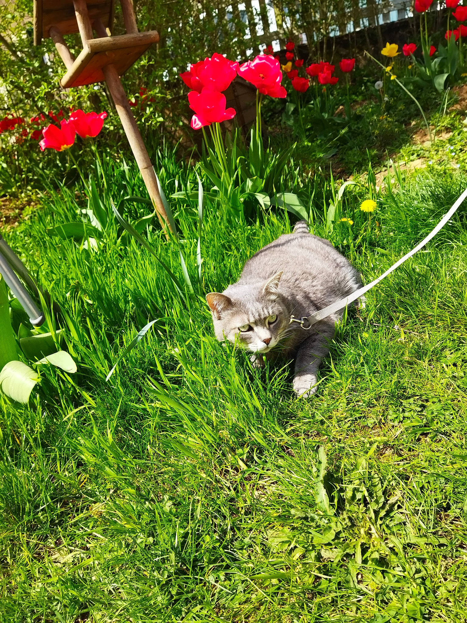 Grisoulle participe au concours pour gagner de l'argent avec cette photo : annual_plant, carnivore, cat, felidae, flower, grass, grass_family, grassland, groundcover, lawn, lawn_ornament, meadow, natural_landscape, petal, plant, shrub, small_to_medium_sized_cats, tail, terrestrial_animal, terrestrial_plant