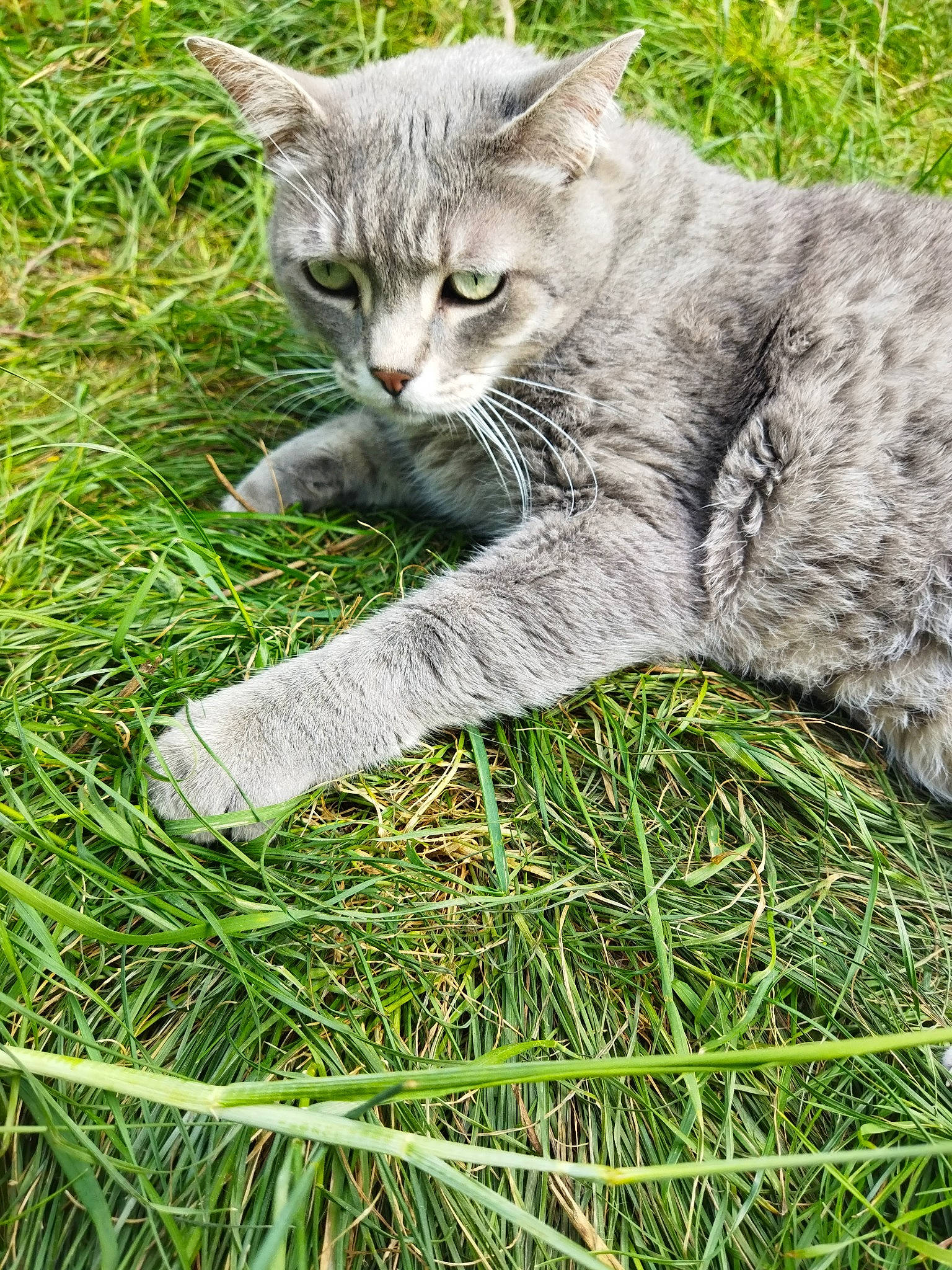 Grisoulle a rejoint le concours — aidez-le/la à gagner de superbes lots ! carnivore, cat, domestic_short_haired_cat, felidae, fur, grass, grass_family, groundcover, lawn, plant, poales, sitting, small_to_medium_sized_cats, snout, tail, terrestrial_animal, whiskers, wildlife