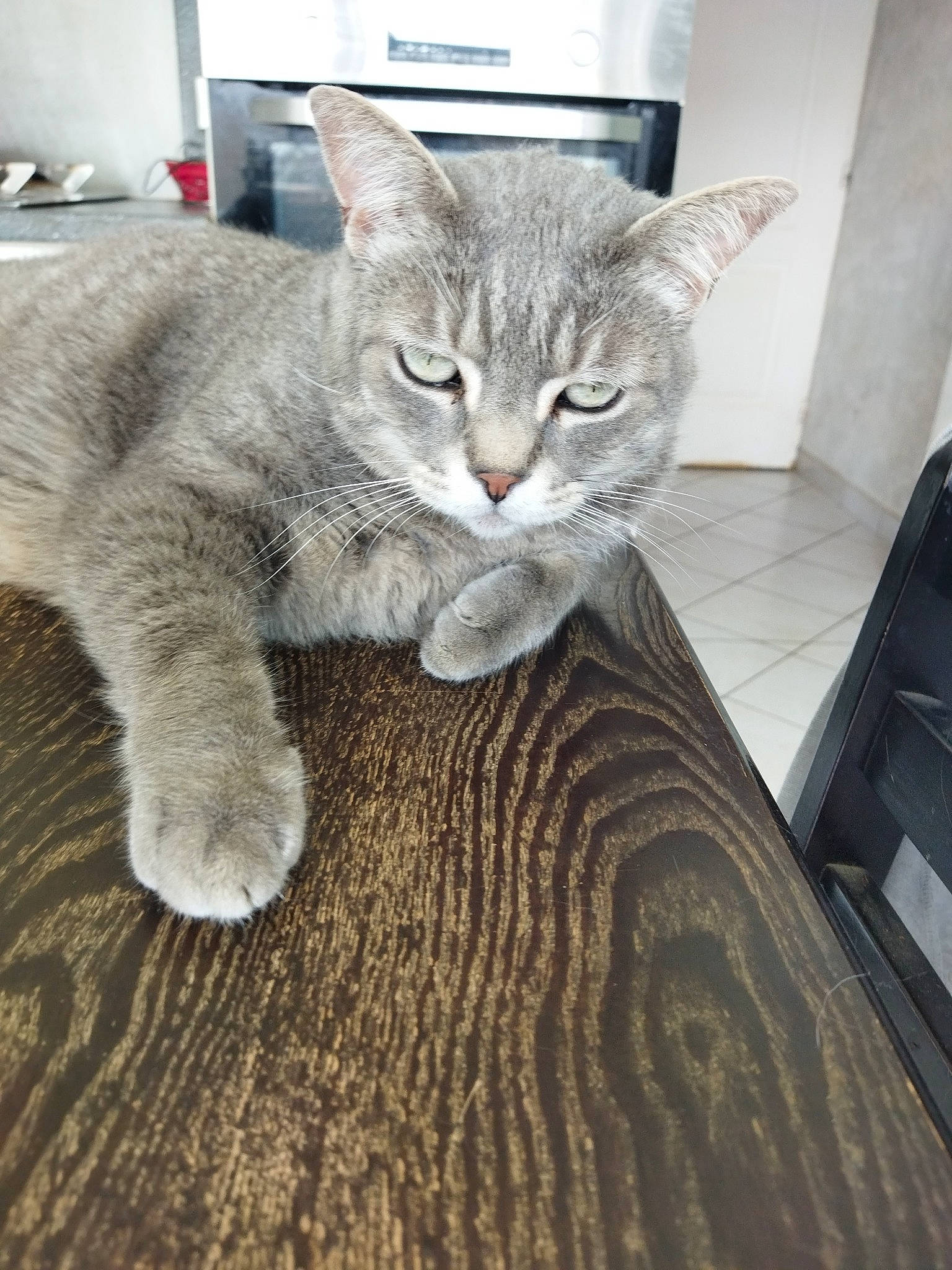 Grisoulle participe au concours pour gagner de l'argent avec cette photo : carnivore, cat, cat_supply, claw, comfort, domestic_short_haired_cat, door, felidae, flooring, fur, grey, hardwood, paw, sitting, small_to_medium_sized_cats, snout, tail, terrestrial_animal, whiskers, wood