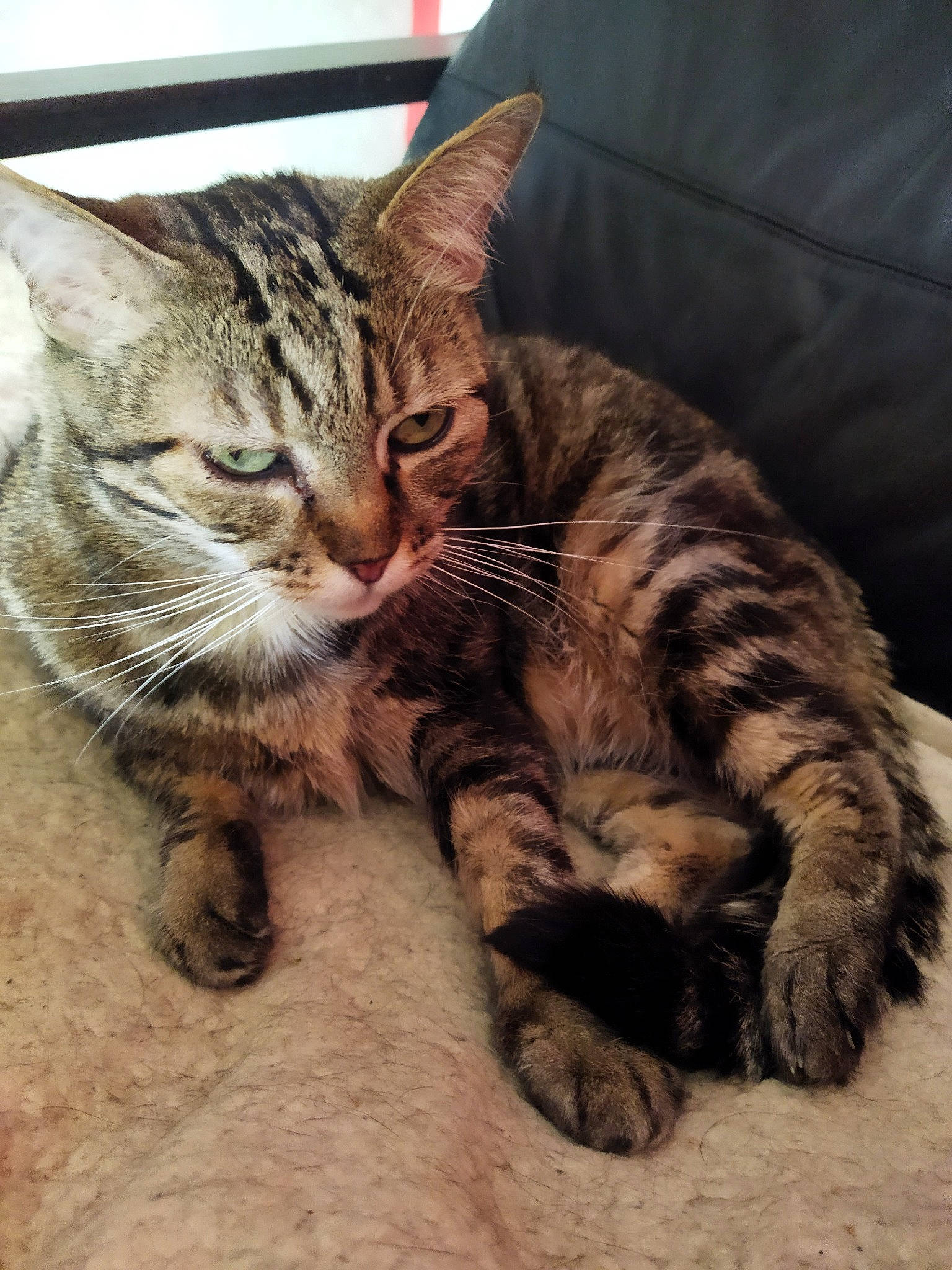 Kitty a rejoint le concours — aidez-le/la à gagner de superbes lots ! carnivore, cat, claw, comfort, couch, domestic_short_haired_cat, fawn, felidae, foot, fur, paw, sitting, small_to_medium_sized_cats, snout, tail, terrestrial_animal, toe, whiskers, wildlife