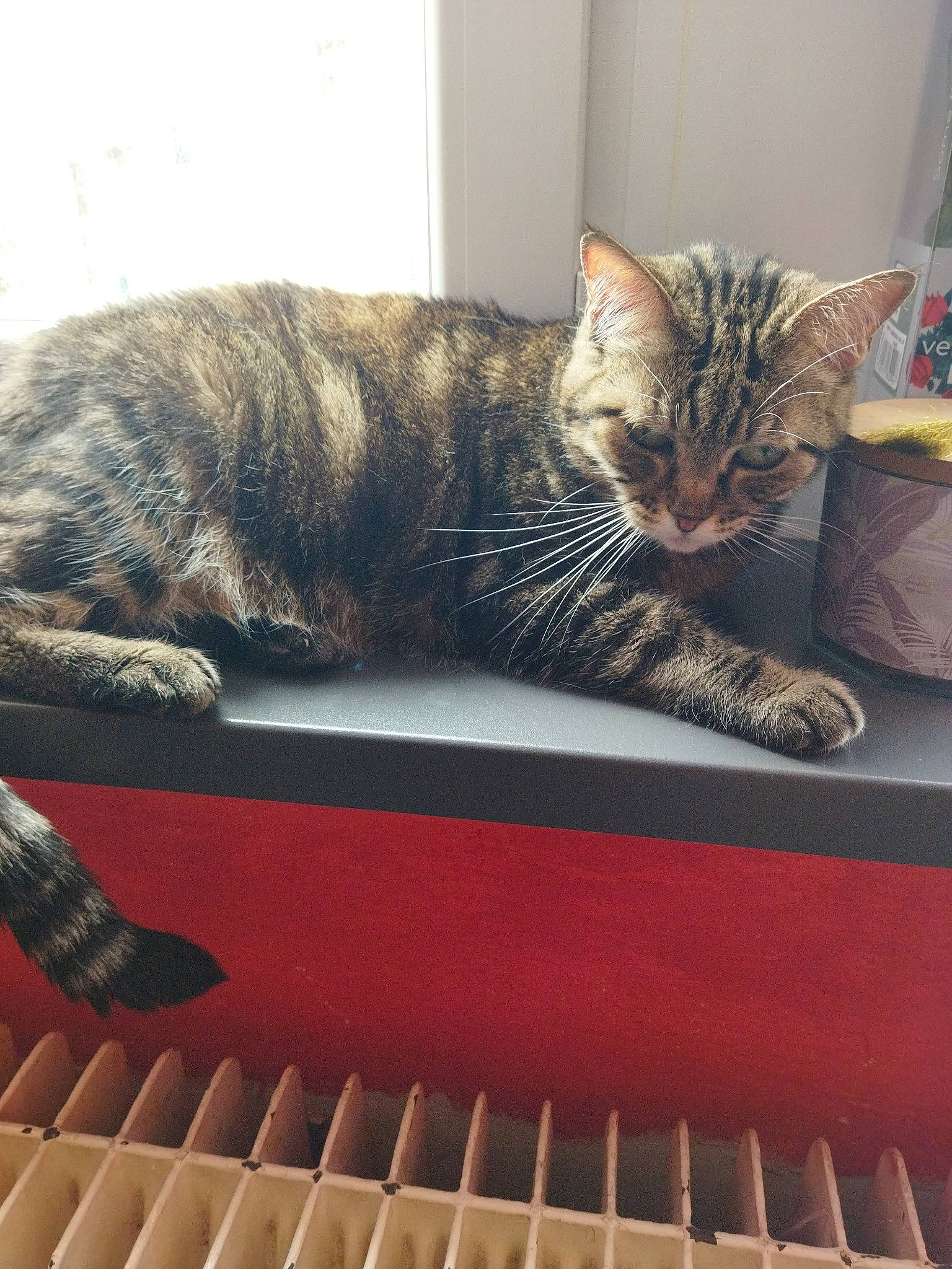 Kitty participe au concours pour gagner de l'argent avec cette photo : carnivore, cat, cat_supply, comfort, domestic_short_haired_cat, felidae, fur, grey, mammal, room, sitting, small_to_medium_sized_cats, snout, stairs, tail, textile, vertebrate, whiskers, window, wood