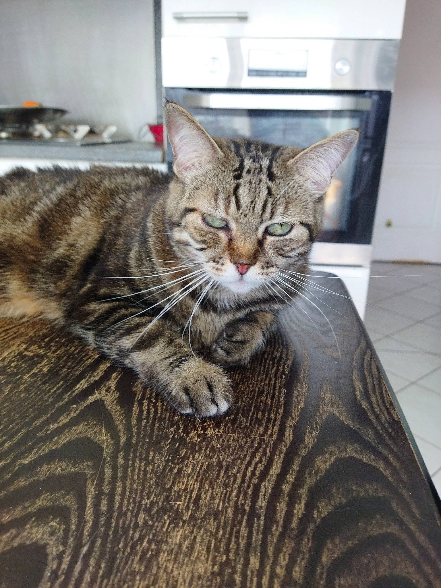 Kitty participe au concours pour gagner de l'argent avec cette photo : carnivore, cat, claw, comfort, domestic_short_haired_cat, felidae, flooring, fur, hardwood, paw, sitting, small_to_medium_sized_cats, snout, terrestrial_animal, whiskers, wildlife, wood