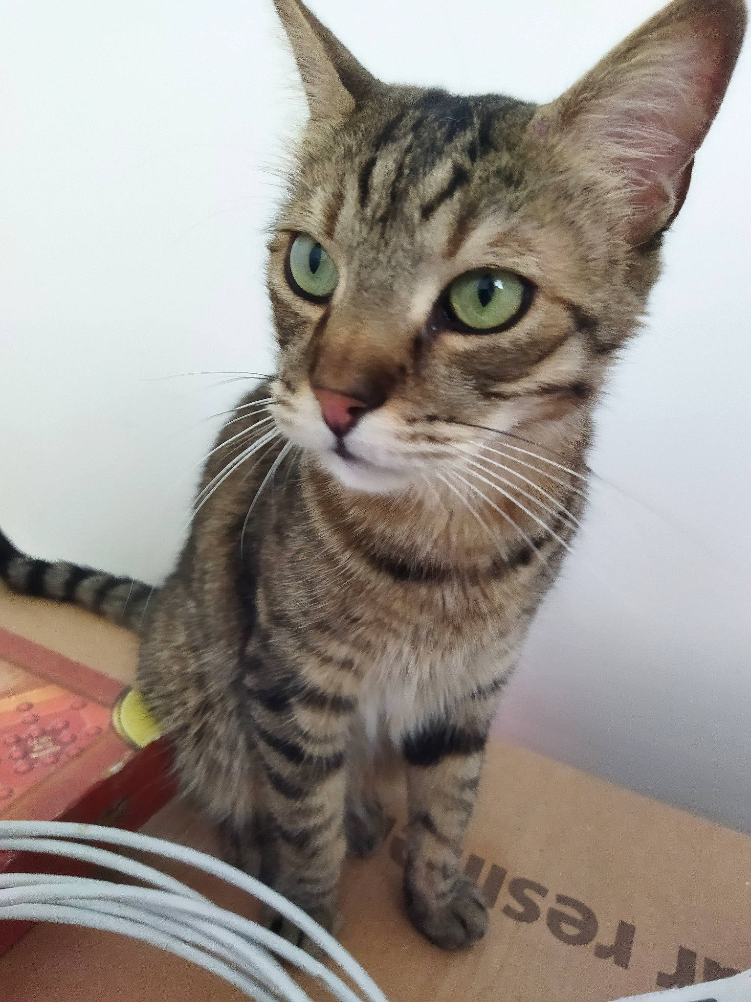 Chipouille participe au concours pour gagner de l'argent avec cette photo : carnivore, cat, domestic_short_haired_cat, felidae, fur, paw, small_to_medium_sized_cats, snout, terrestrial_animal, whiskers