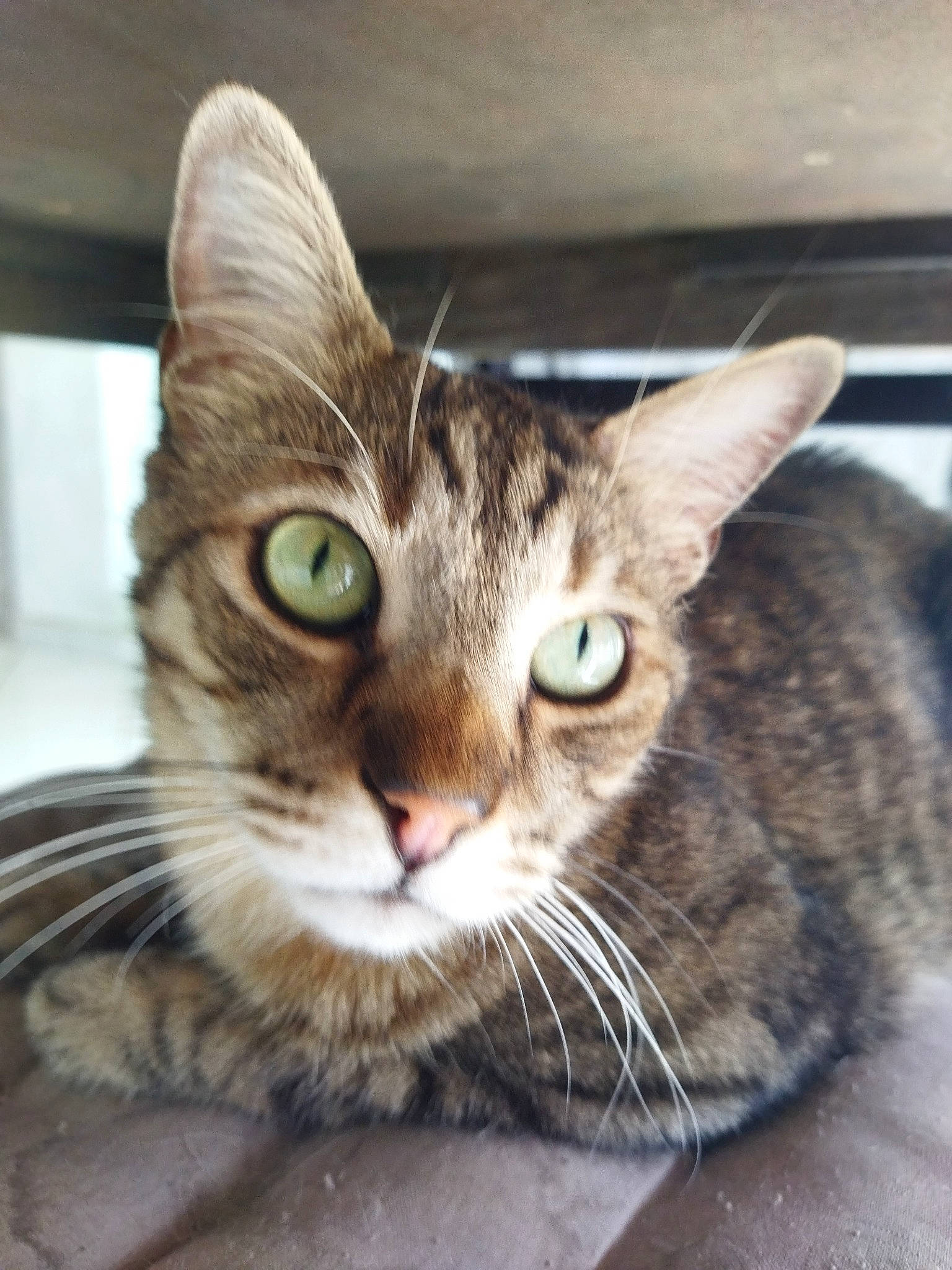 Chipouille participe au concours pour gagner de l'argent avec cette photo : carnivore, cat, cat_supply, claw, domestic_short_haired_cat, ear, felidae, fur, paw, small_to_medium_sized_cats, snout, whiskers, wildlife