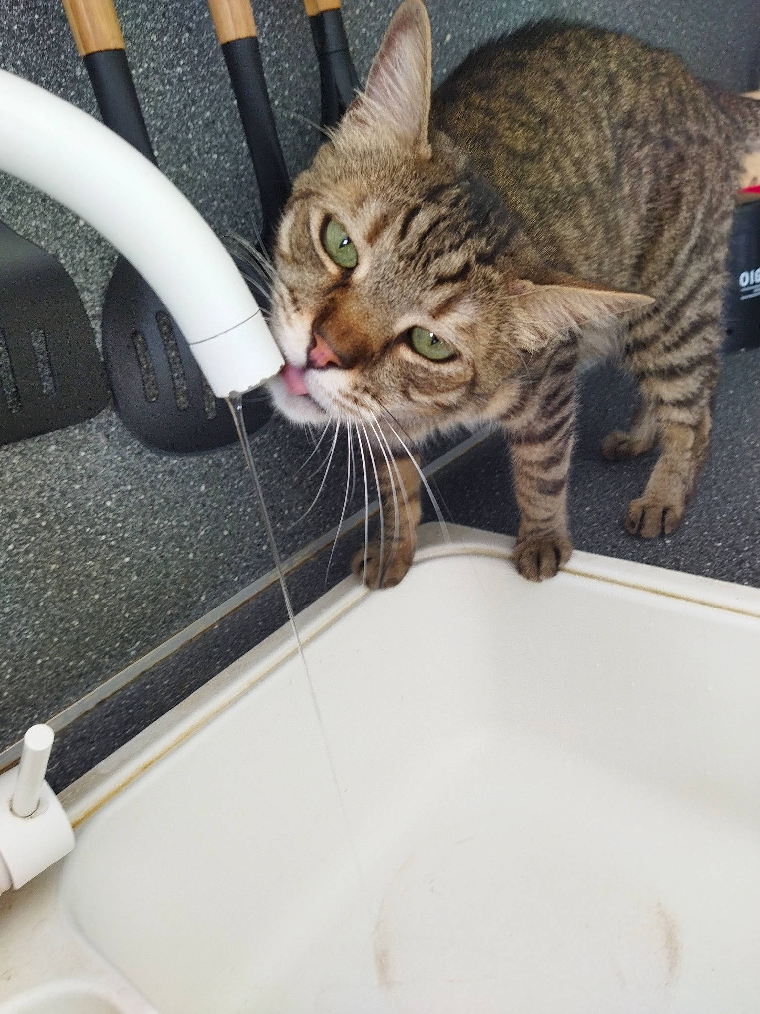 Chipouille a rejoint le concours — aidez-le/la à gagner de superbes lots ! bathroom, carnivore, cat, domestic_short_haired_cat, felidae, fluid, fur, paw, plumbing, plumbing_fixture, sink, small_to_medium_sized_cats, snout, steering_wheel, tail, tap, vehicle_door, whiskers, window, windshield