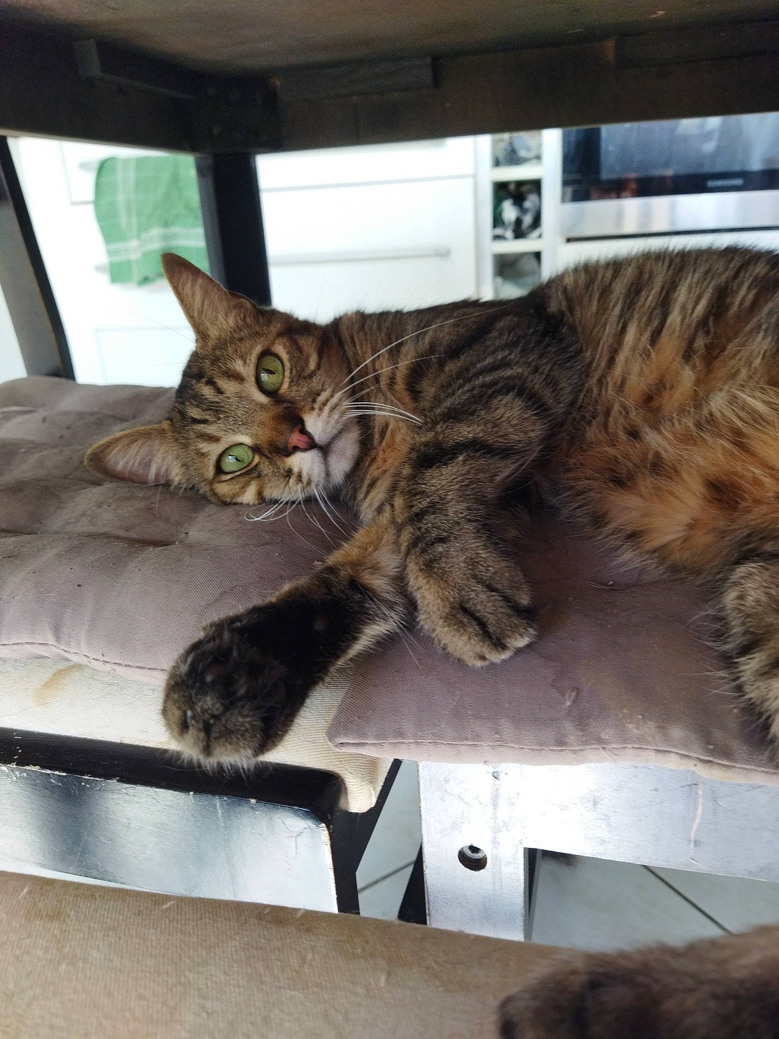 Chipouille participe au concours pour gagner de l'argent avec cette photo : big_cats, carnivore, cat, claw, comfort, domestic_short_haired_cat, felidae, fur, paw, small_to_medium_sized_cats, tail, terrestrial_animal, whiskers, wildlife, window, wood