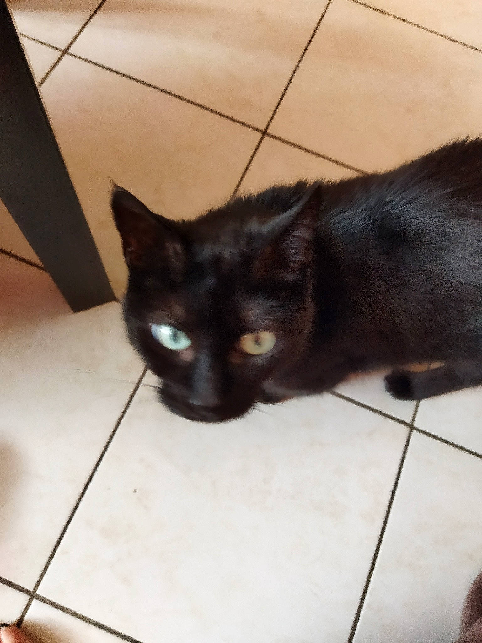 Zola a rejoint le concours — aidez-le/la à gagner de superbes lots ! black_cat, bombay, carnivore, cat, claw, comfort, domestic_short_haired_cat, eye, felidae, flooring, fur, hardwood, head, iris, small_to_medium_sized_cats, snout, tail, terrestrial_animal, whiskers, wood