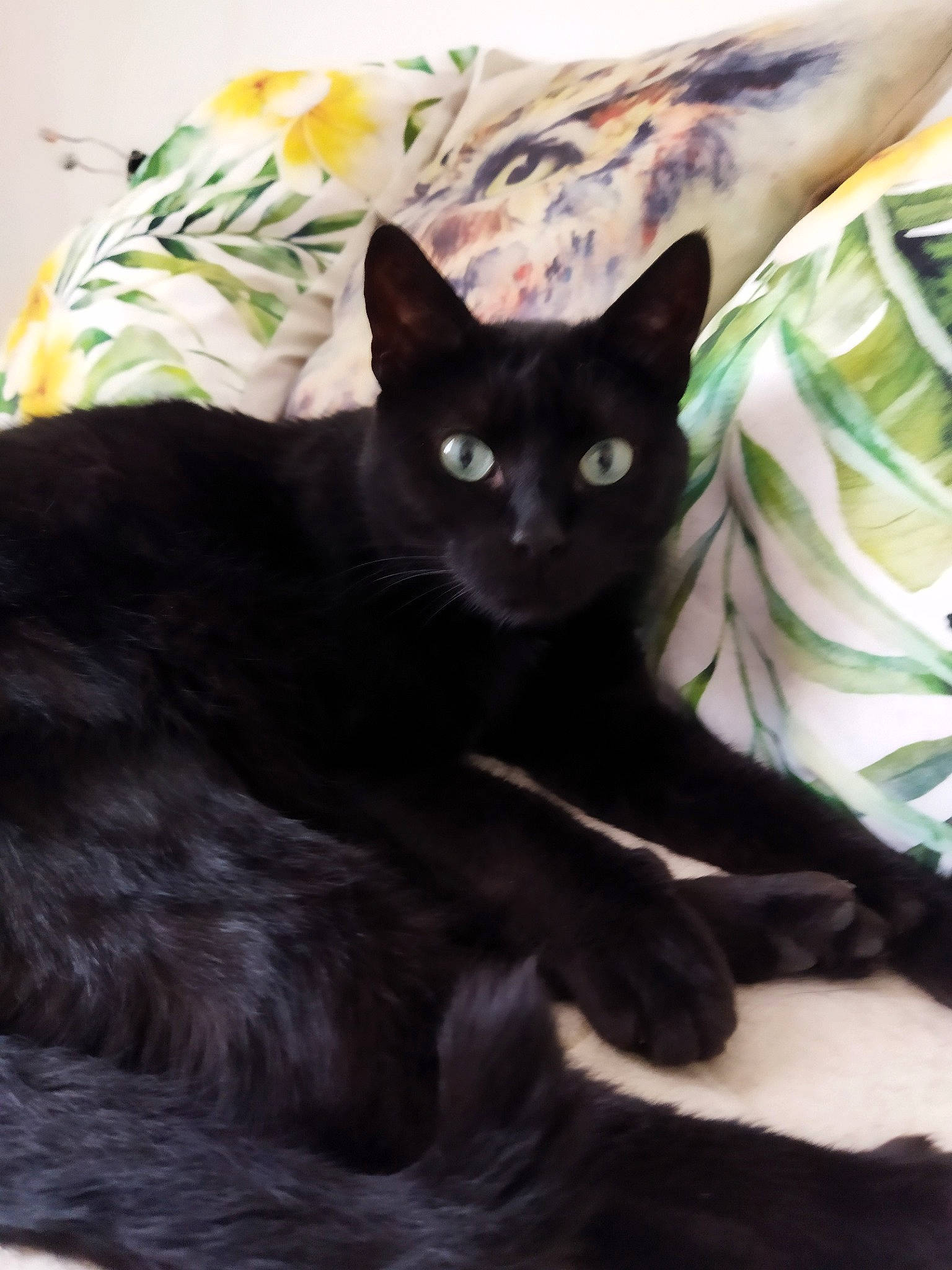 Zola a rejoint le concours — aidez-le/la à gagner de superbes lots ! black_cat, bombay, carnivore, cat, cat_bed, cat_supply, claw, comfort, domestic_short_haired_cat, felidae, fur, linens, paw, small_to_medium_sized_cats, tail, whiskers