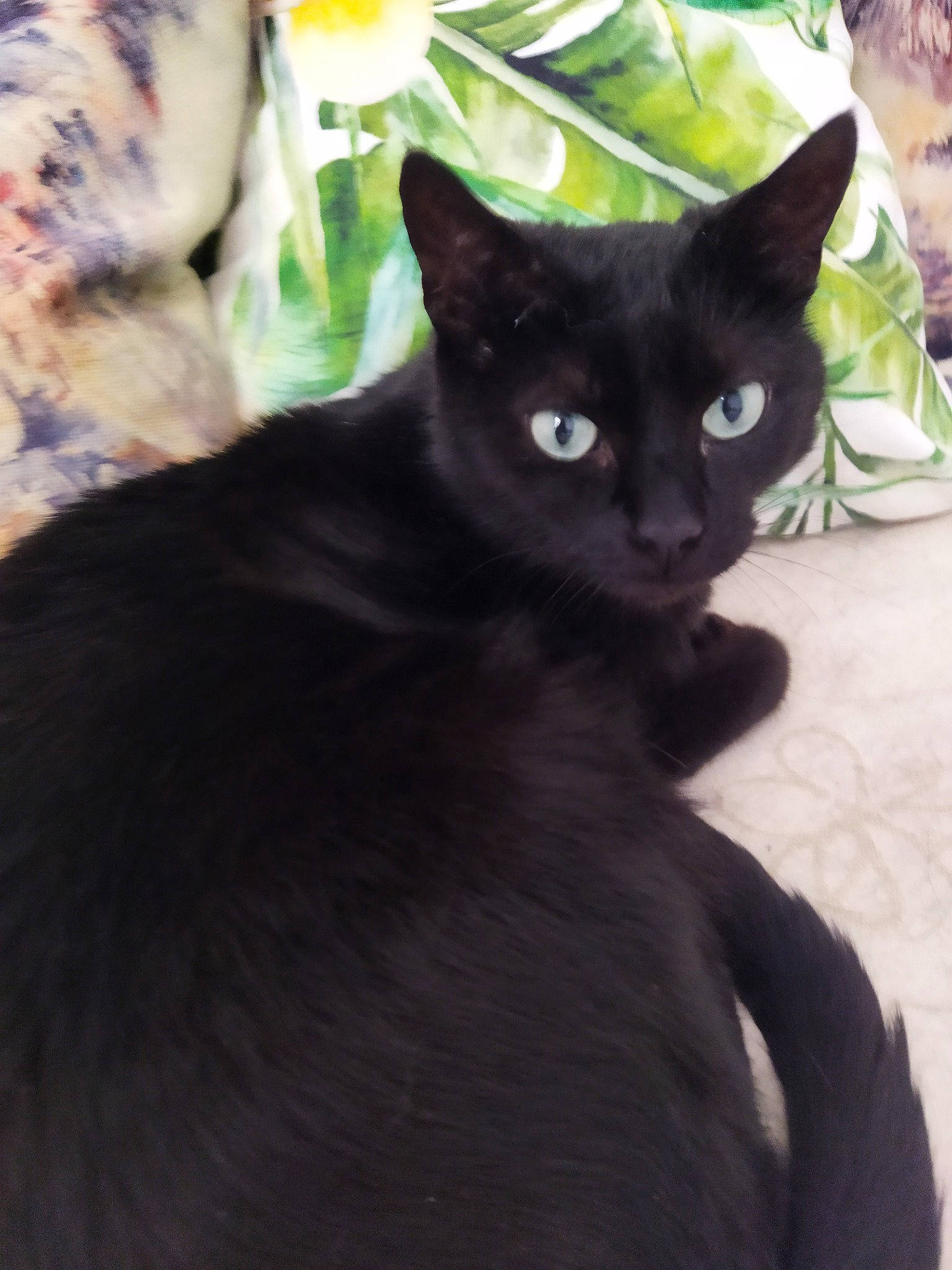 Zola a rejoint le concours — aidez-le/la à gagner de superbes lots ! black_cat, carnivore, cat, domestic_short_haired_cat, felidae, fur, havana_brown, plant, small_to_medium_sized_cats, snout, tail, whiskers, window